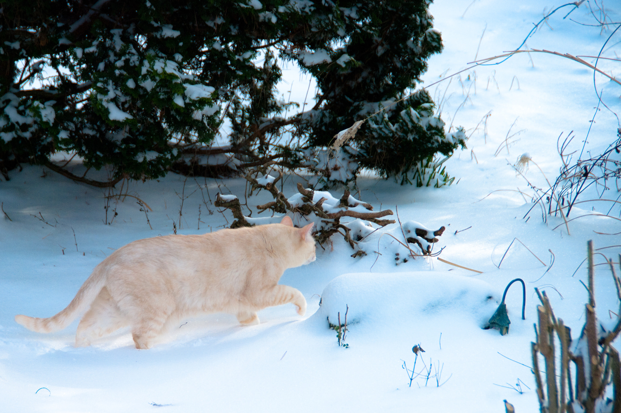 Pentax K20D sample photo. O'malley's journey through the snowy backyard photography