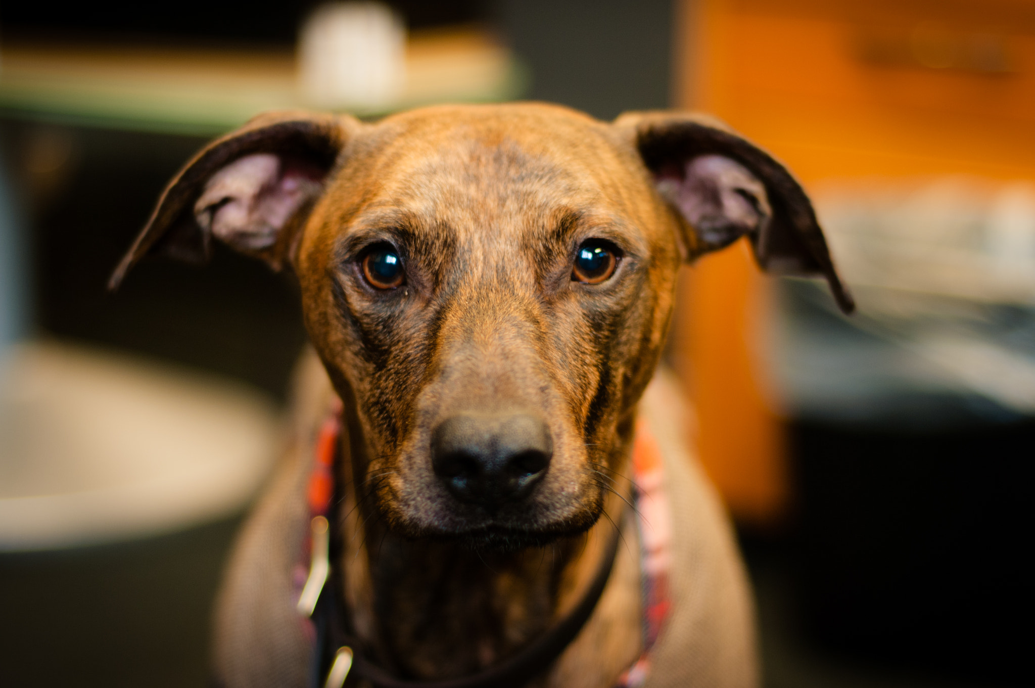 Pentax K20D sample photo. Dog just staring at you with them big ol' eyes photography