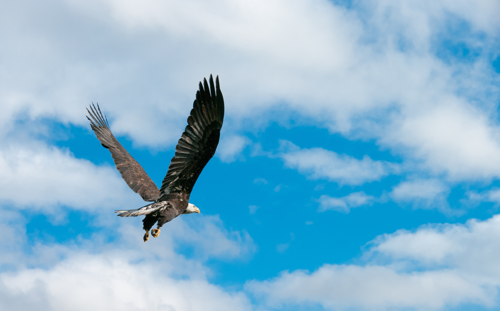 Pentax K20D sample photo. Bald eagle in flight after rehabilitation. photography