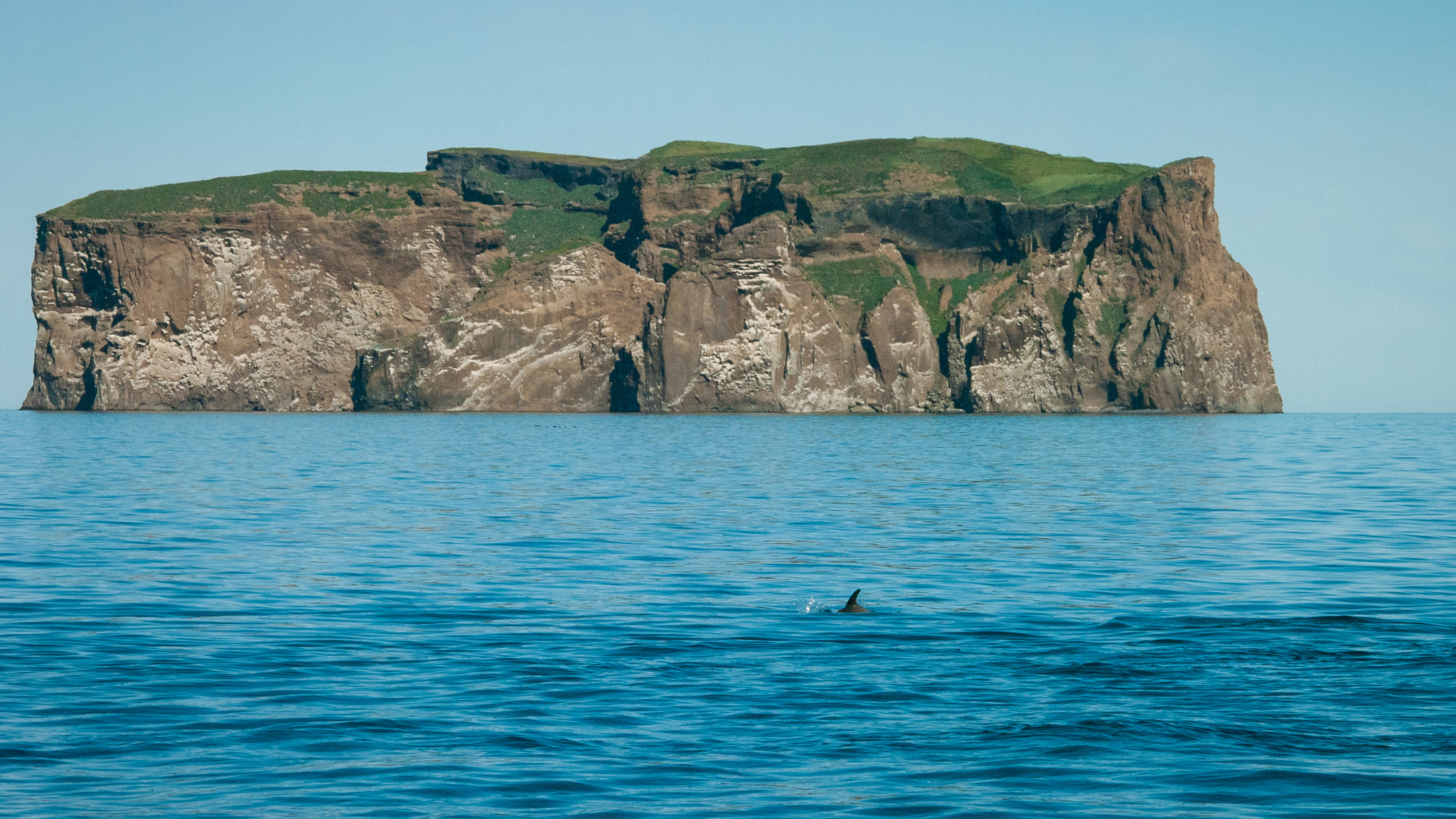 Pentax K20D sample photo. Dolphins swimming near drangey island, iceland photography