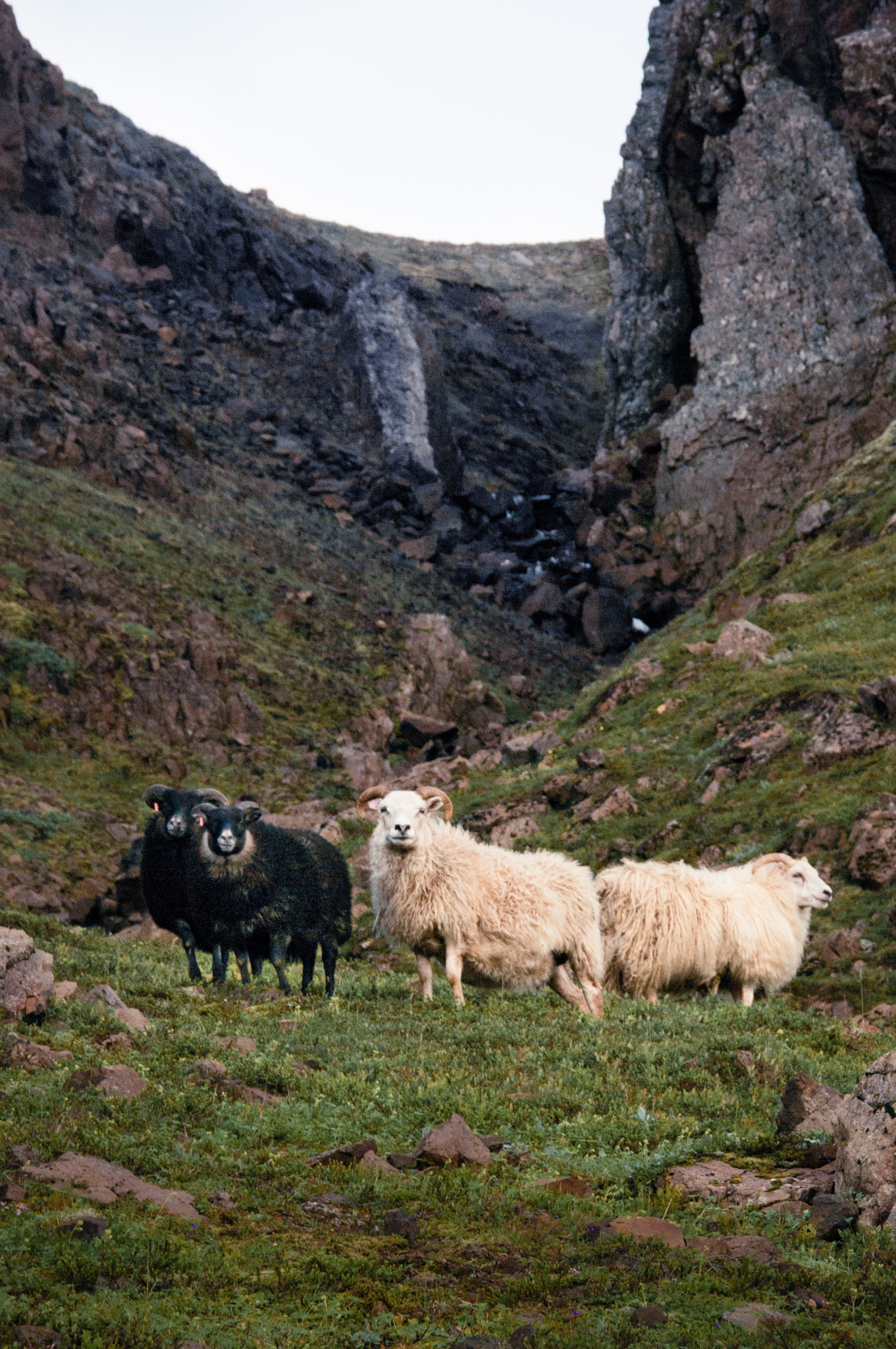 Pentax K20D + Pentax smc DA 18-250mm F3.5-6.3 sample photo. Meanmugging sheep in iceland along hiking path photography