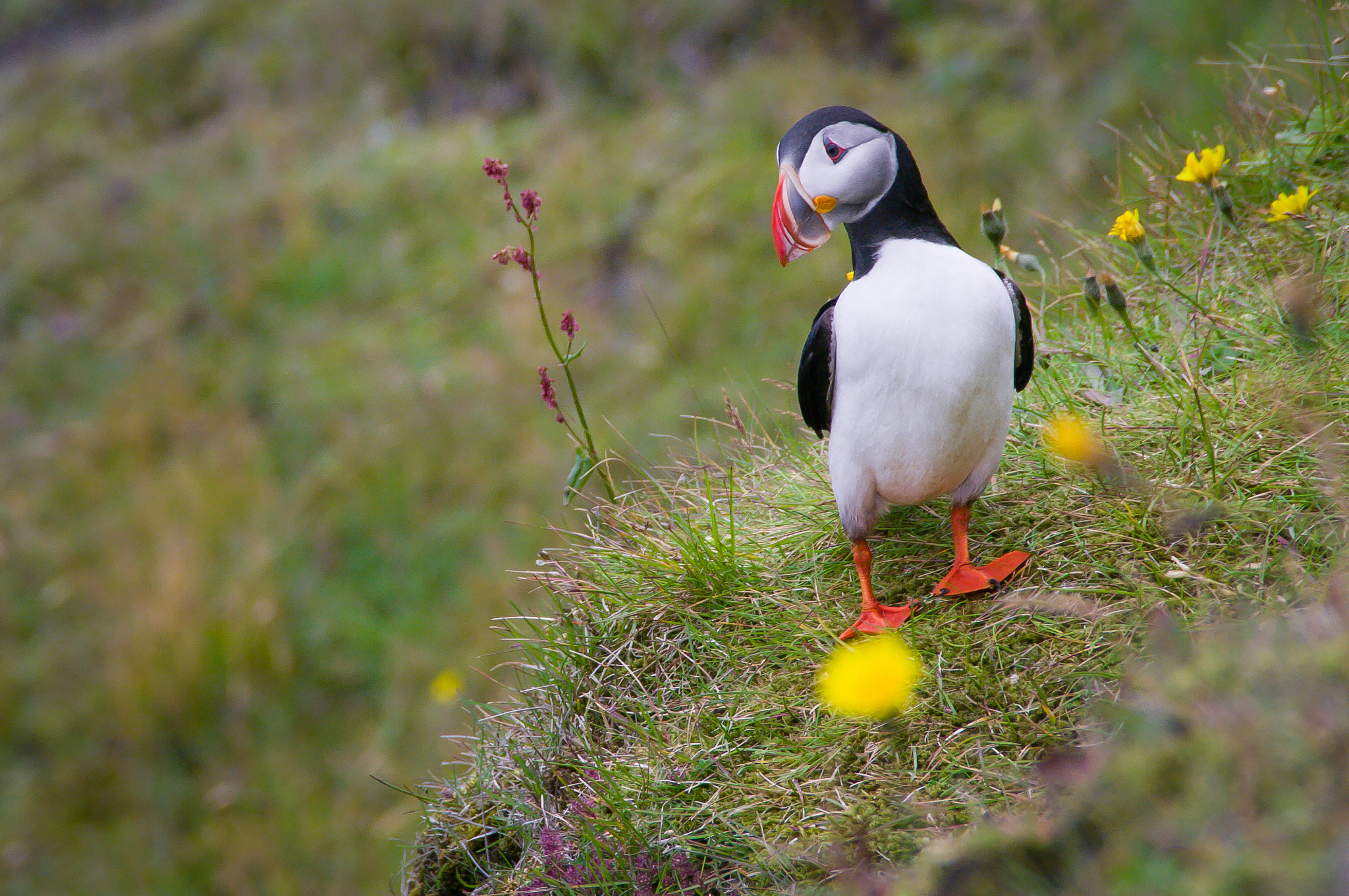 Pentax K20D sample photo. Icelandic puffin peering off cliff photography