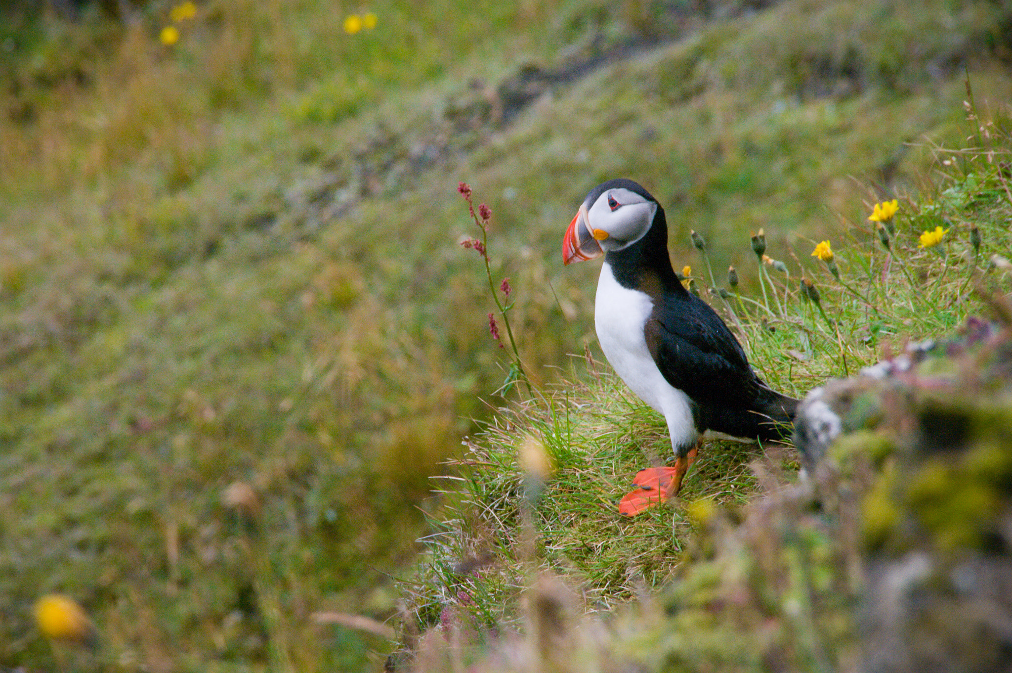 Pentax K20D sample photo. Icelandic puffin peering off cliff photography