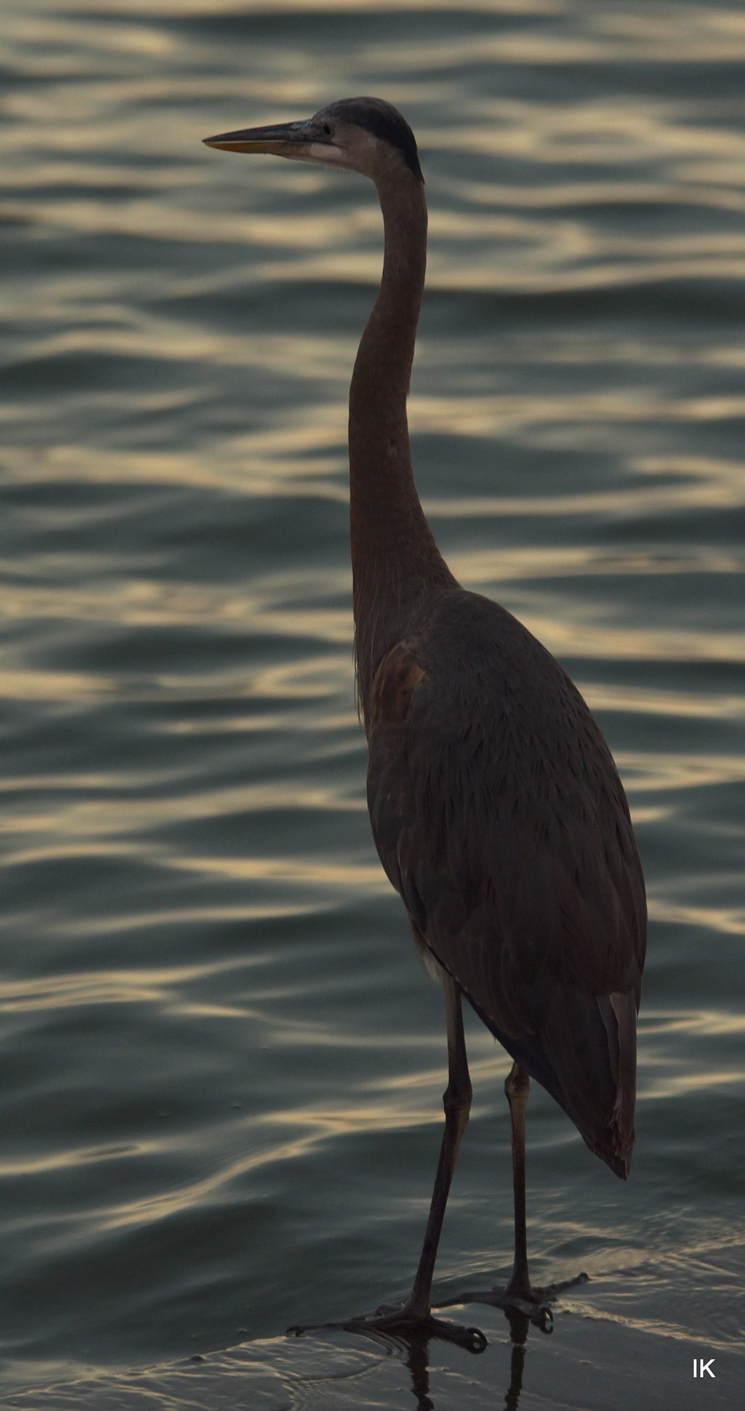 Sigma 70-200mm F2.8 EX DG OS HSM sample photo. Dsc photography