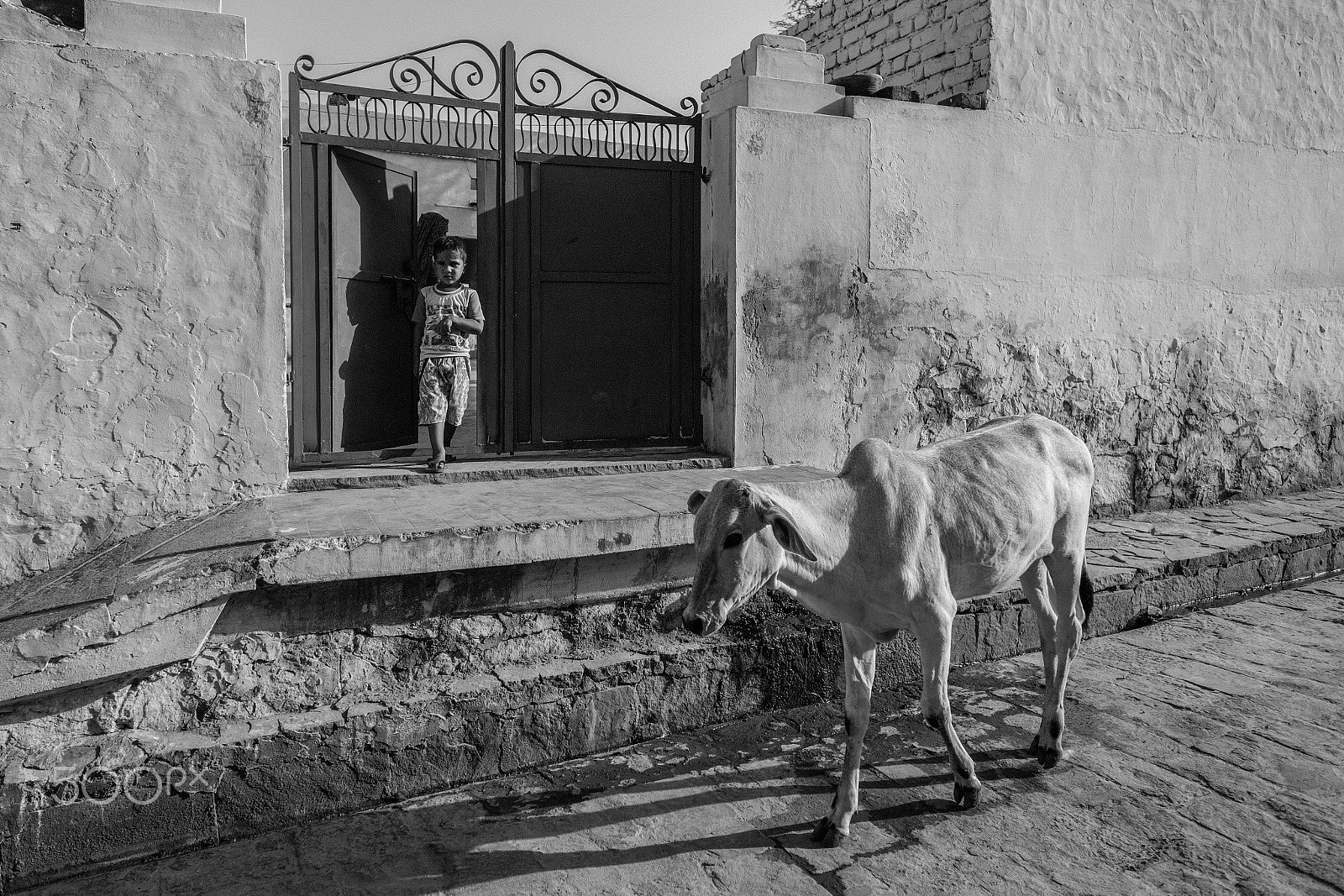 Fujifilm X-Pro2 sample photo. Morning walk, mandawa photography