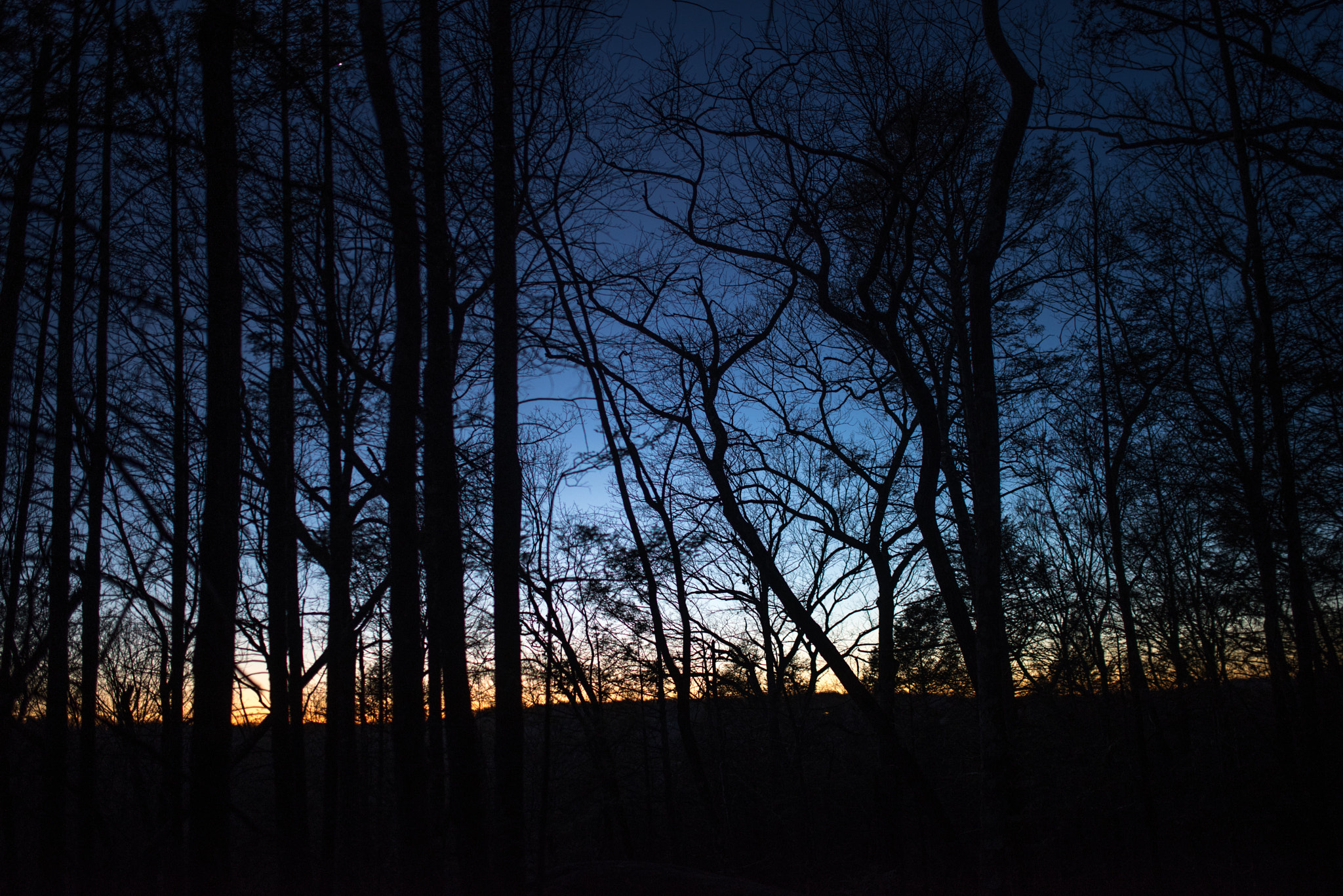 Pentax K-1 sample photo. Night in the forest 2 photography