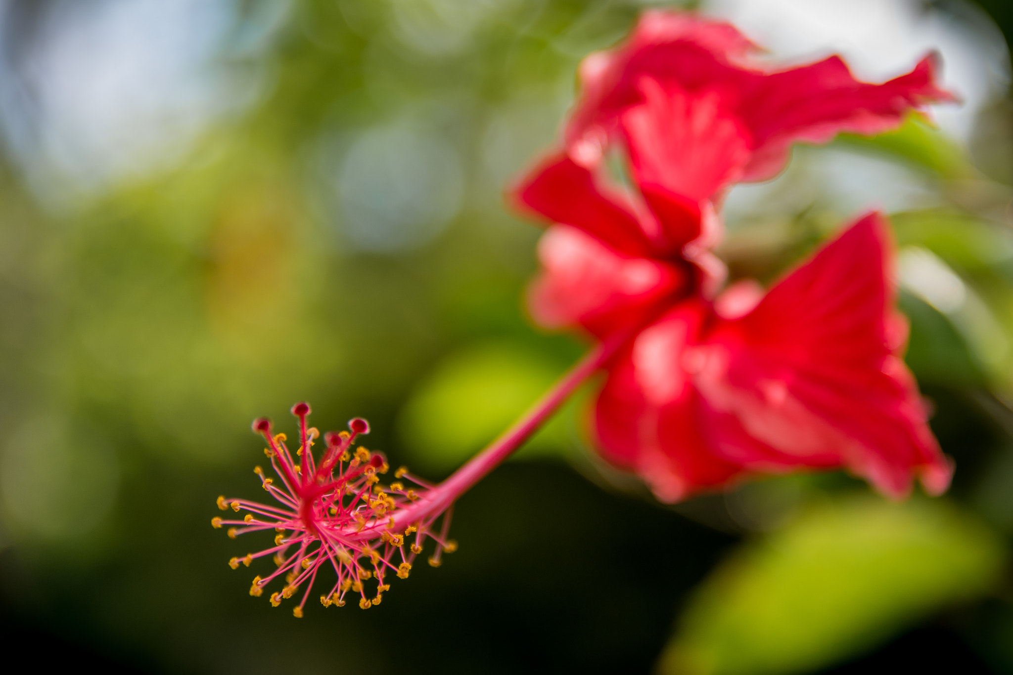 Nikon D5500 + Sigma 17-50mm F2.8 EX DC OS HSM sample photo. Red flower photography
