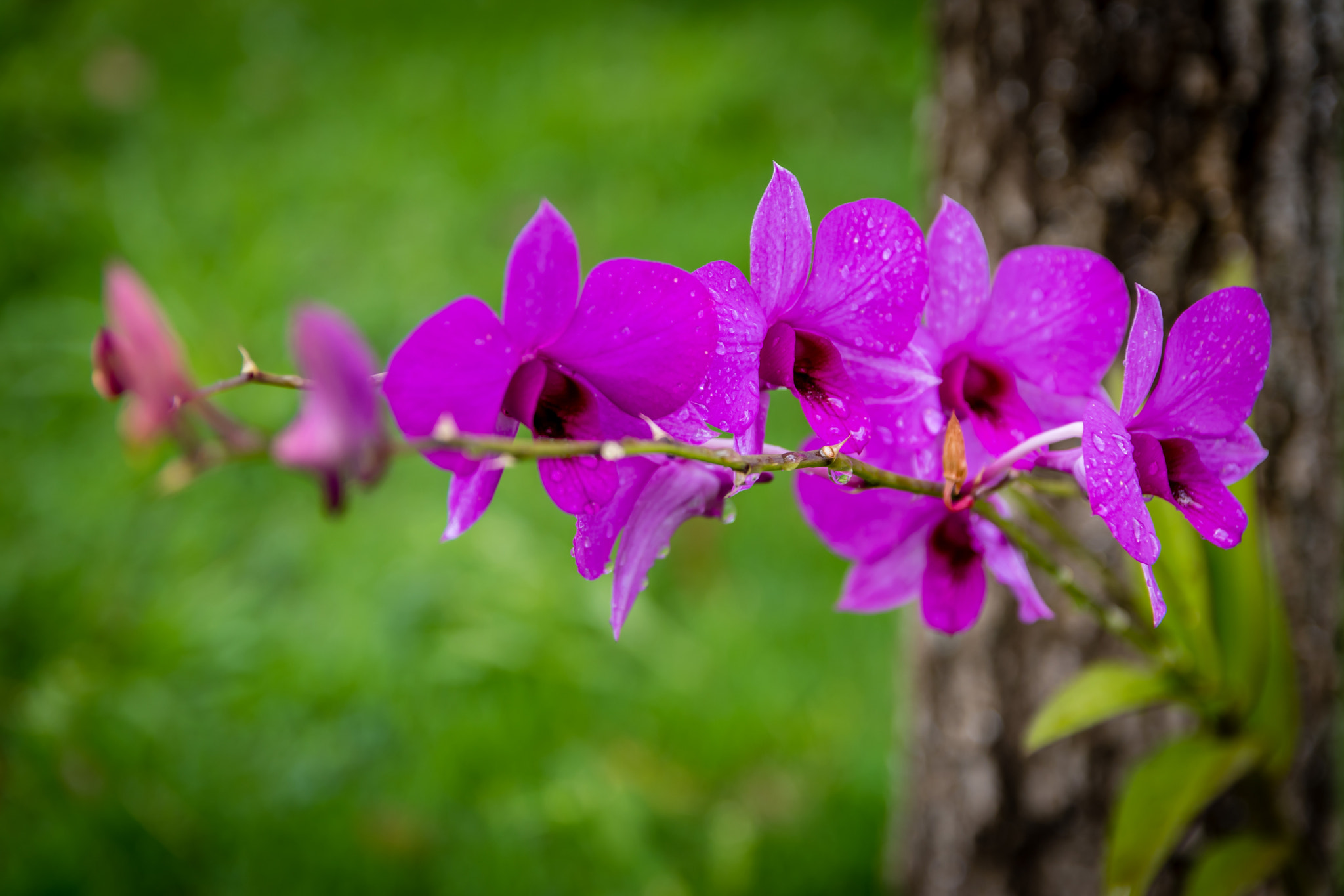 Nikon D5500 + Sigma 17-50mm F2.8 EX DC OS HSM sample photo. Orchid photography