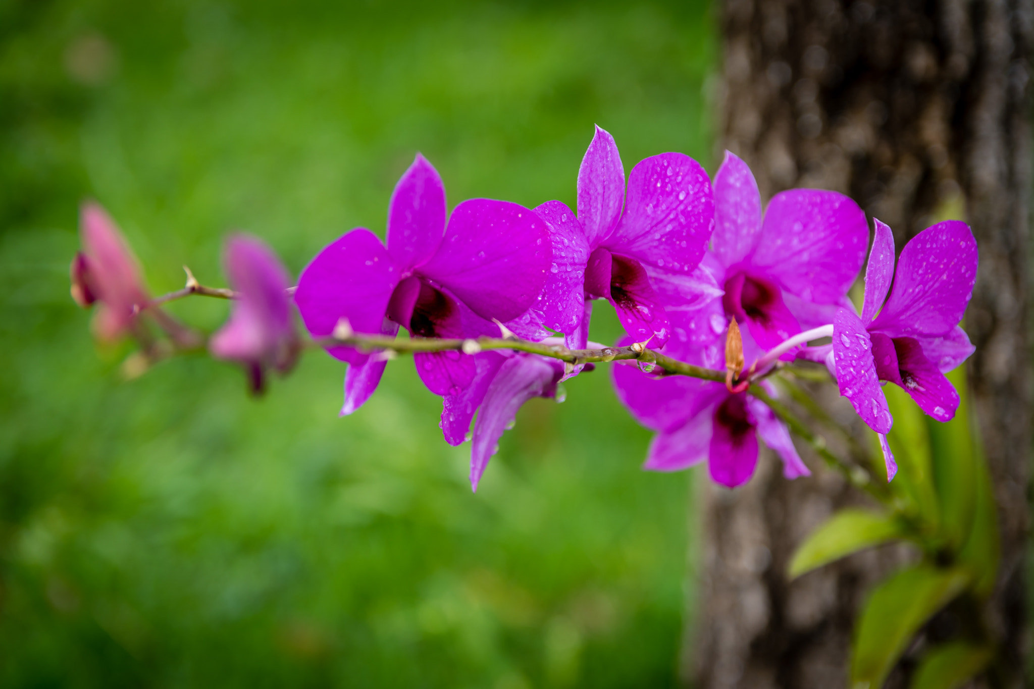 Sigma 17-50mm F2.8 EX DC OS HSM sample photo. Orchid photography