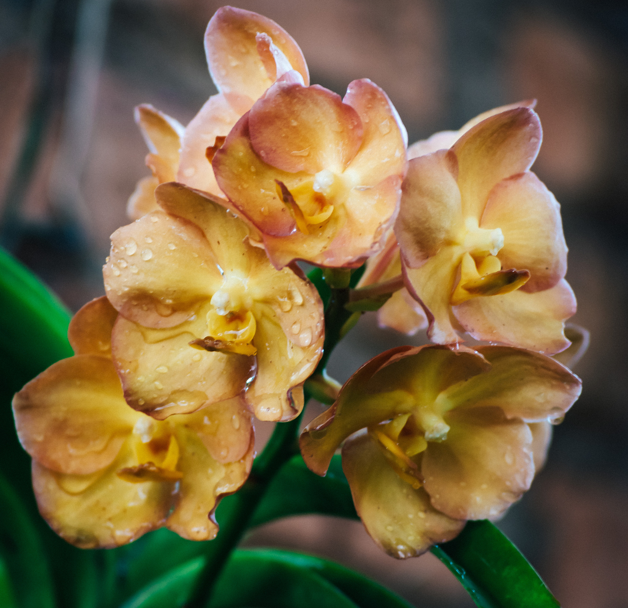 Nikon D5500 sample photo. Flower photography
