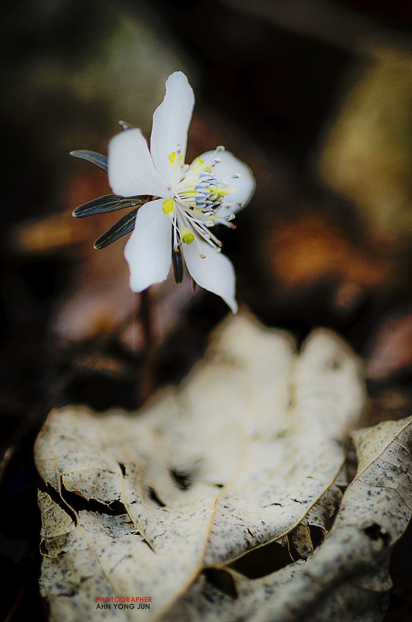 AF Micro-Nikkor 105mm f/2.8 sample photo. Wild flower series / byeonsan winter aconite photography