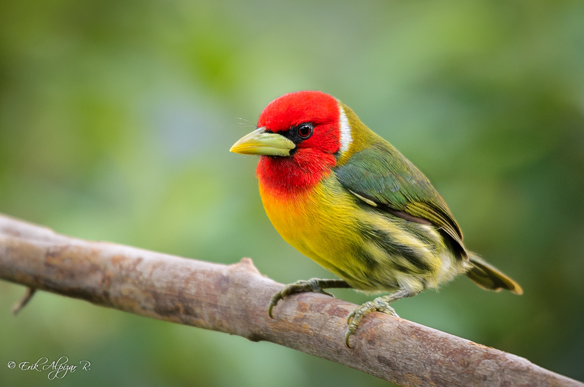 Sigma 120-400mm F4.5-5.6 DG OS HSM sample photo. Red headed barbet photography