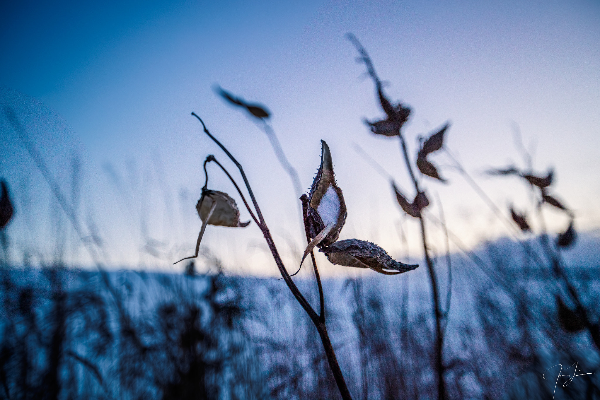 Canon EF 16-35mm F2.8L II USM sample photo. Strange plant in stayner,ontario,canada  photography
