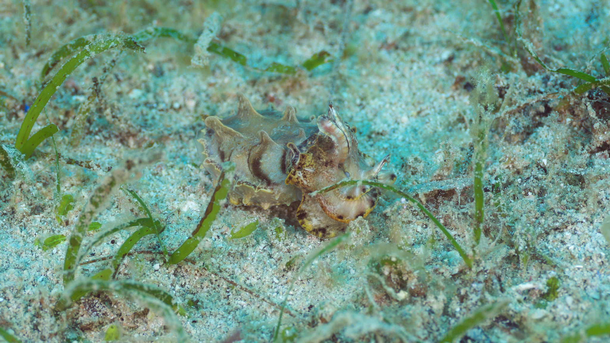 Olympus M.Zuiko Digital ED 60mm F2.8 Macro sample photo. Cuttle fish photography