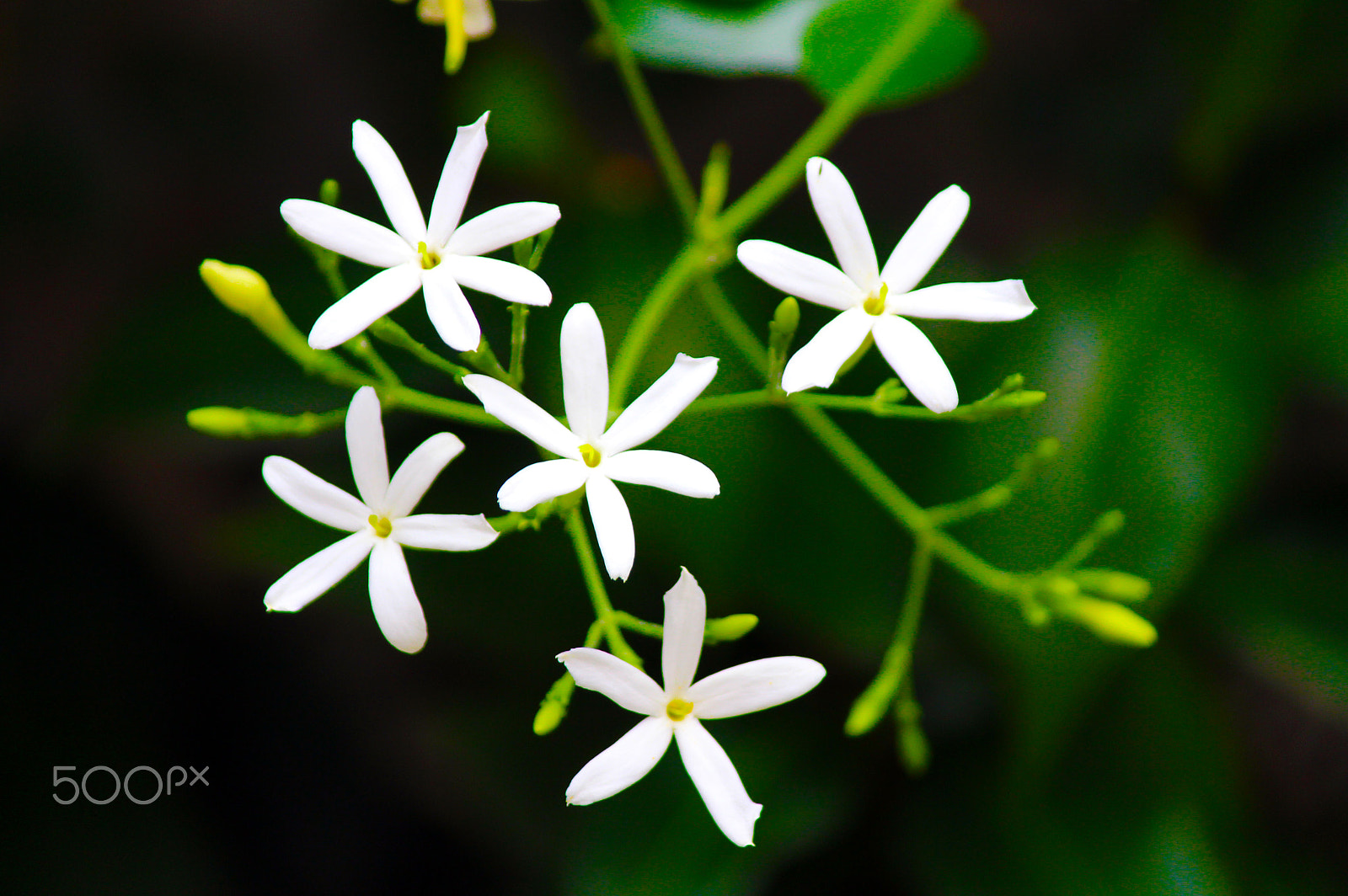 Canon EF-S 55-250mm F4-5.6 IS II sample photo. Brancas photography