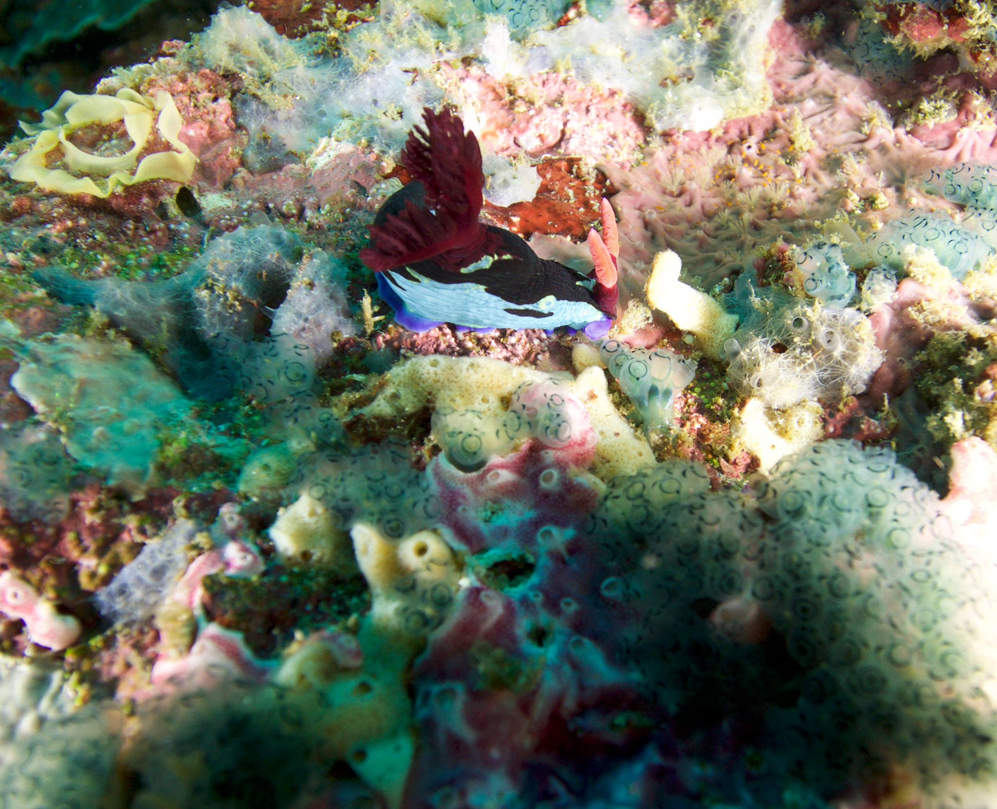 Panasonic Lumix DMC-GH4 + Panasonic Lumix G Vario 7-14mm F4 ASPH sample photo. Nudibranch photography