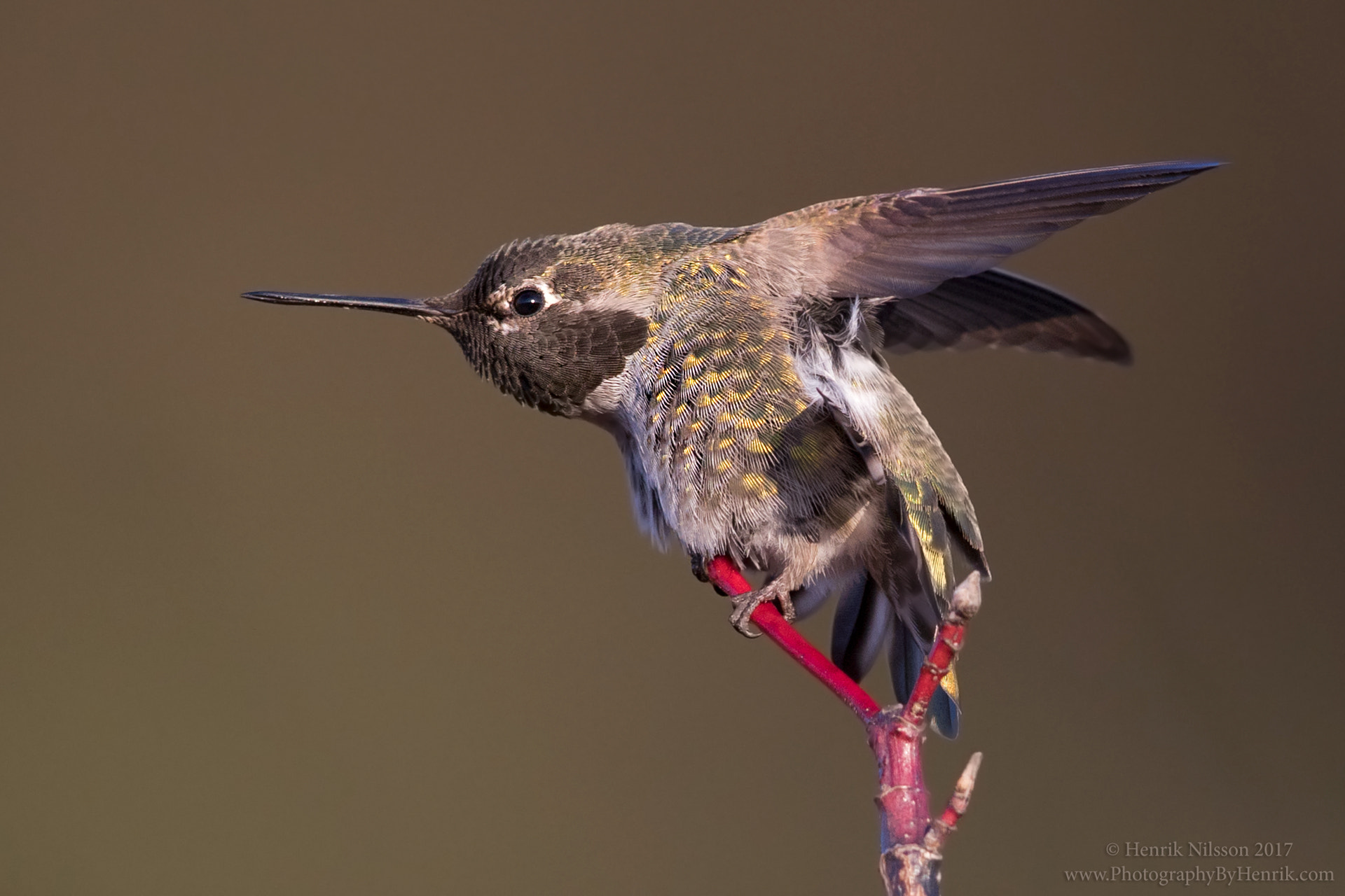 Canon EF 600mm F4L IS II USM sample photo. Streeeeeetch photography