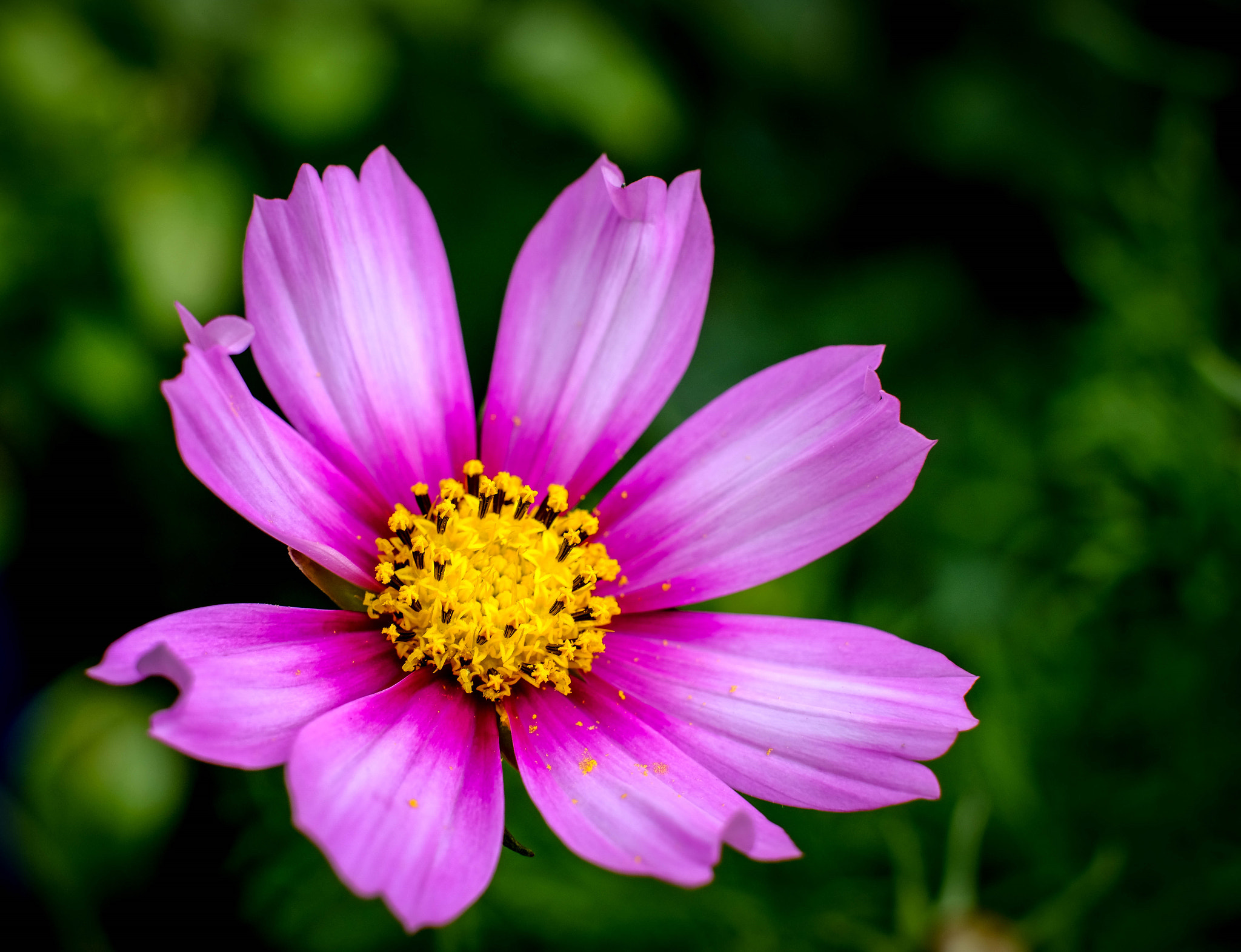 Fujifilm X-Pro2 + Fujifilm XF 35mm F1.4 R sample photo. Cosmos closeup photography