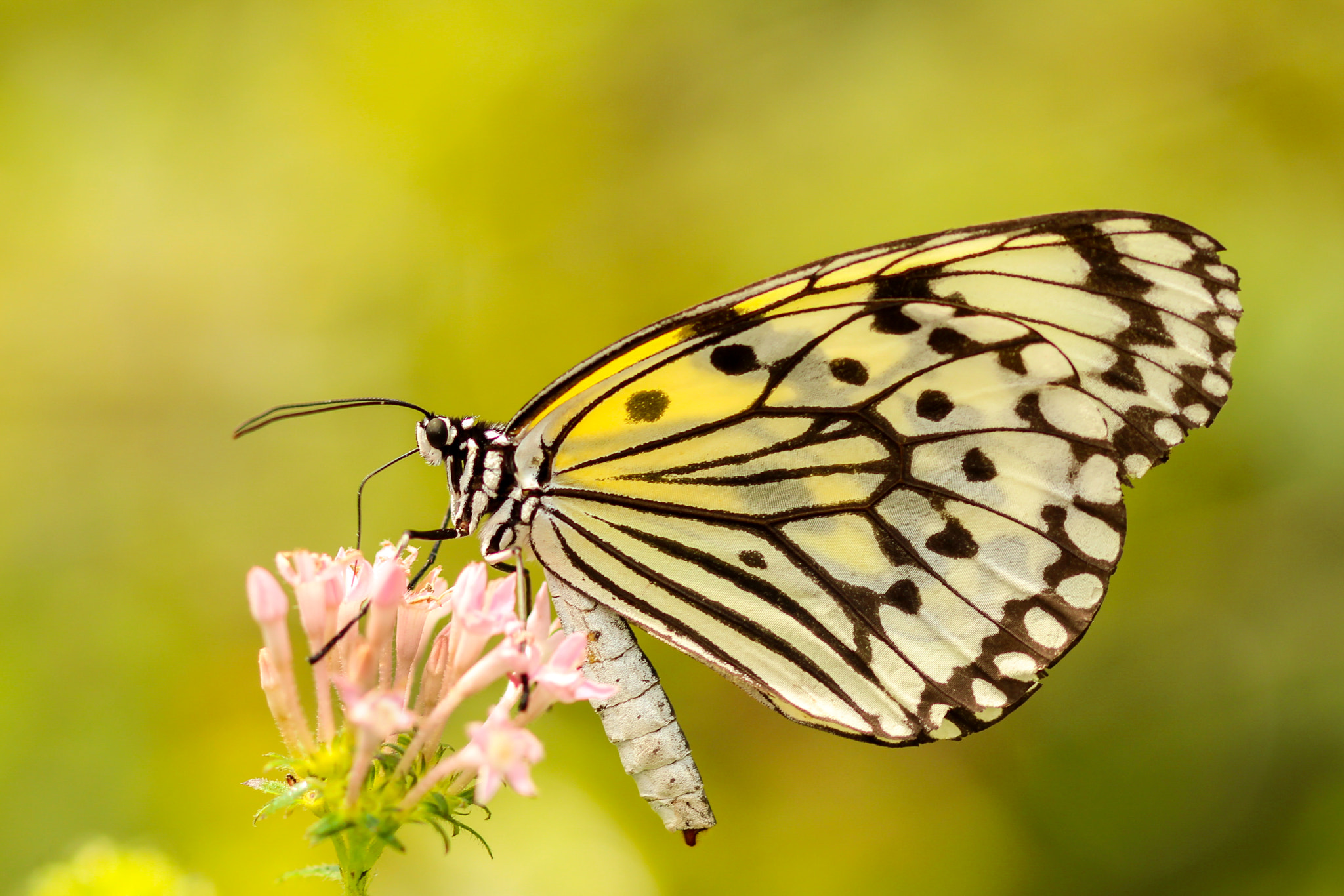 Canon EF 100mm F2.8 Macro USM sample photo. Just lovely! photography