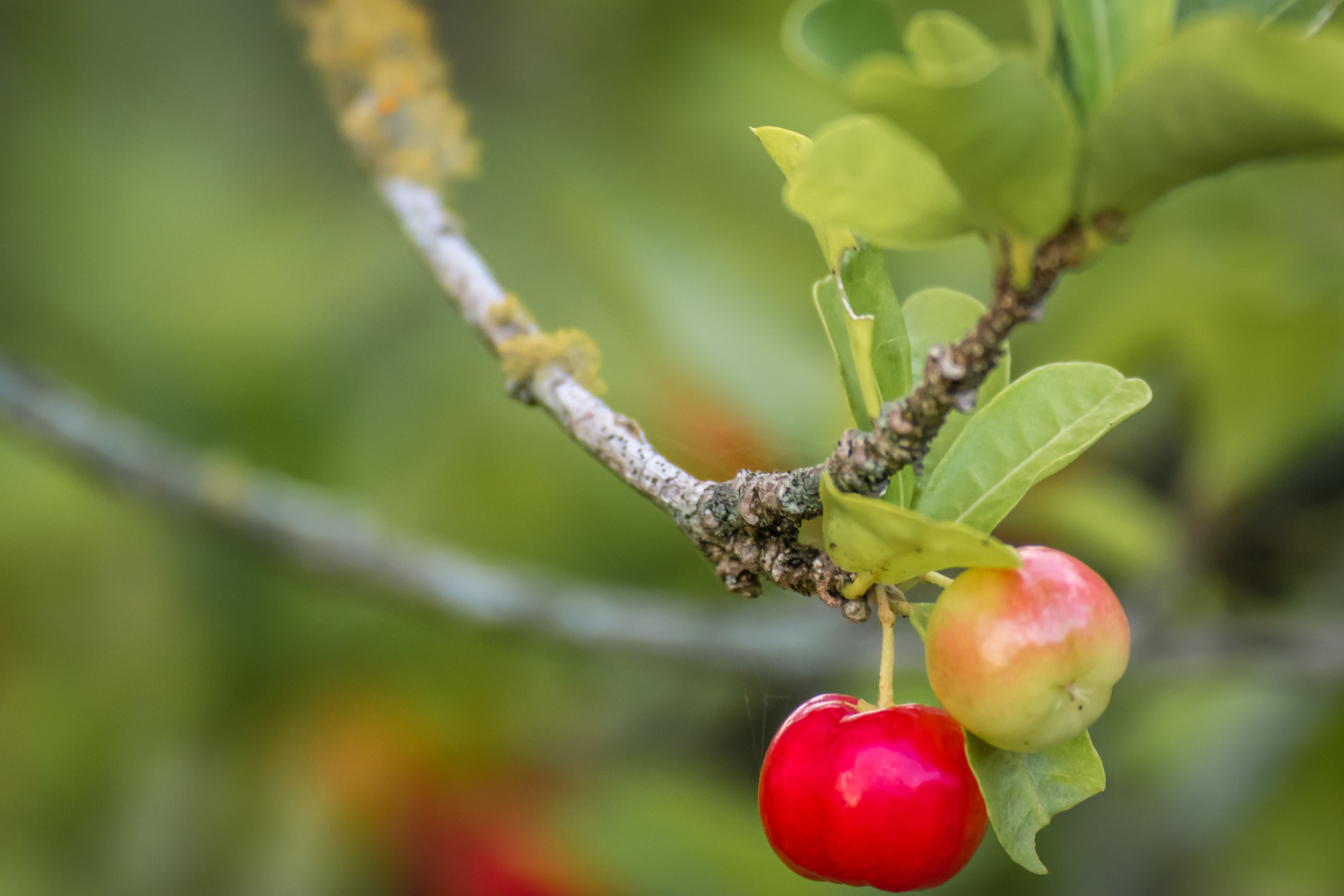 Nikon D5500 sample photo. Acerola fruit and spider web photography