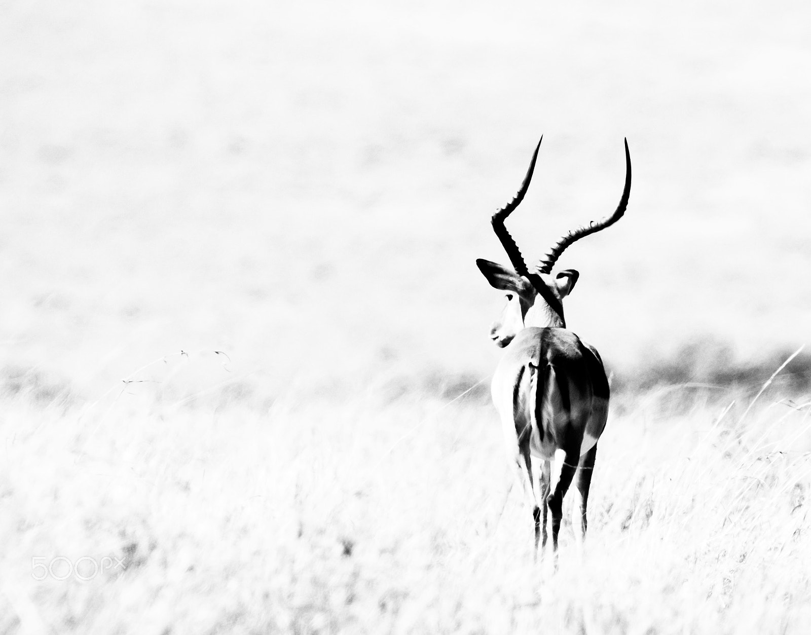 Tamron SP 150-600mm F5-6.3 Di VC USD sample photo. A gazelle on the alert at noon photography