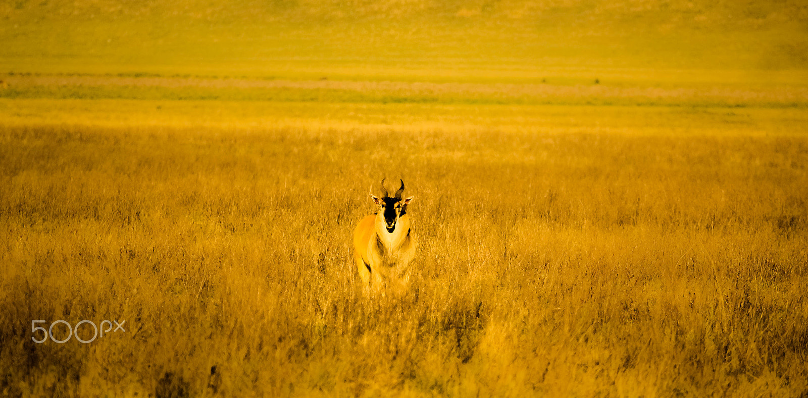 Canon EF 100-400mm F4.5-5.6L IS USM sample photo. Eland - the largest antelope in africa photography