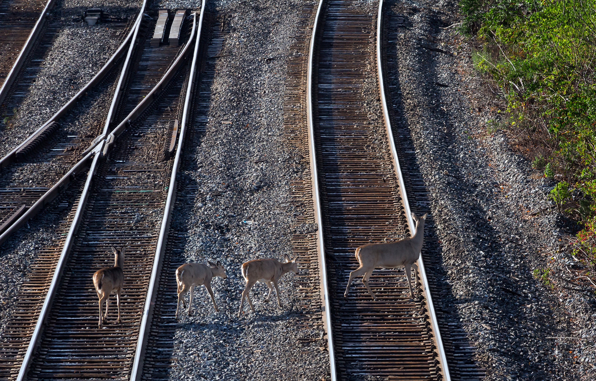 Canon EF-S 55-250mm F4-5.6 IS STM sample photo. Deer crossing photography