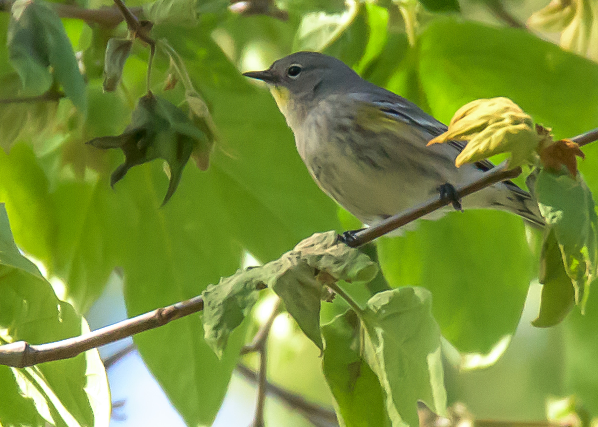Nikon D810 sample photo. Yellow rumped warbler photography