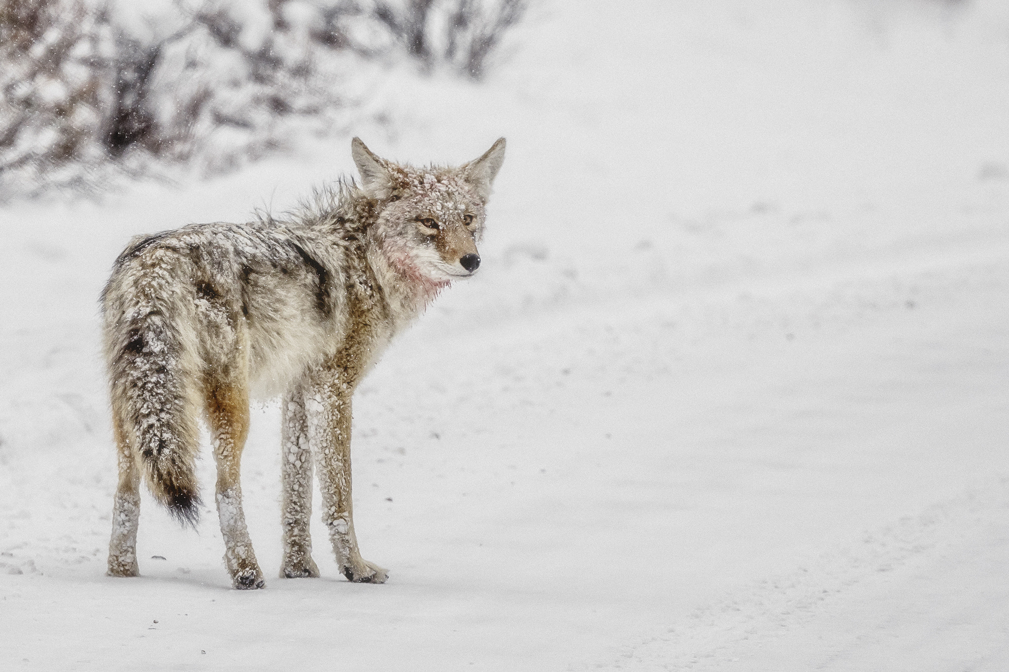 Canon EF 400mm F4 DO IS II USM sample photo. Winter fatigue... bedraggled photography