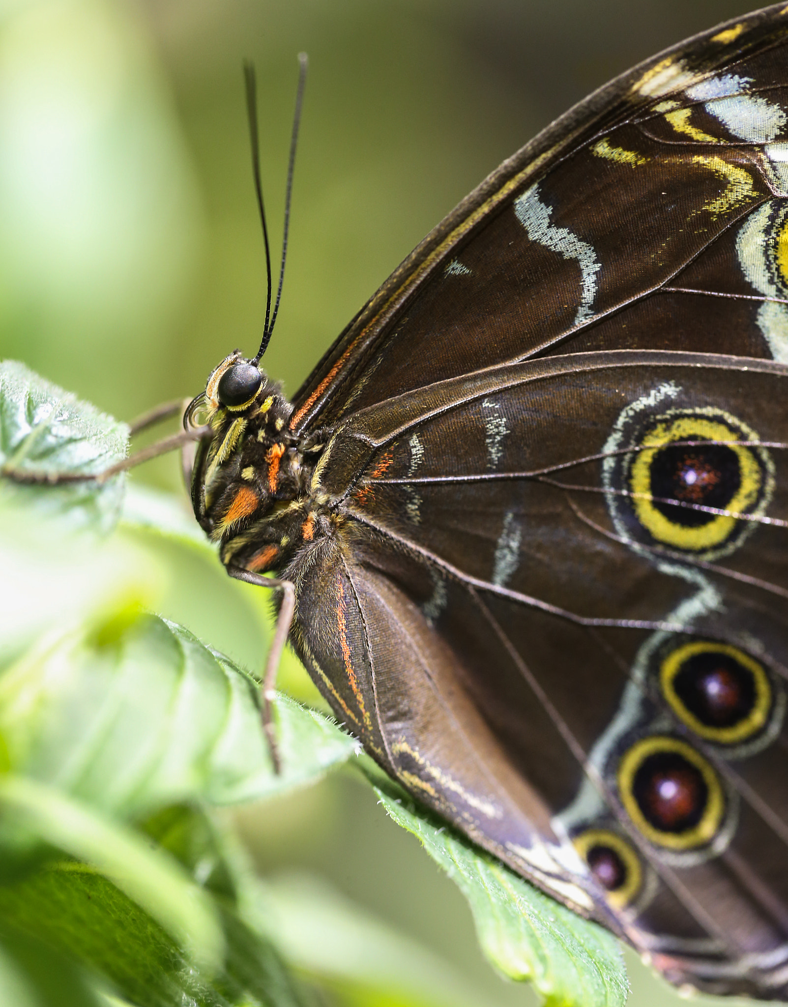 Canon EF 100mm F2.8L Macro IS USM sample photo. Pretty butterfly photography