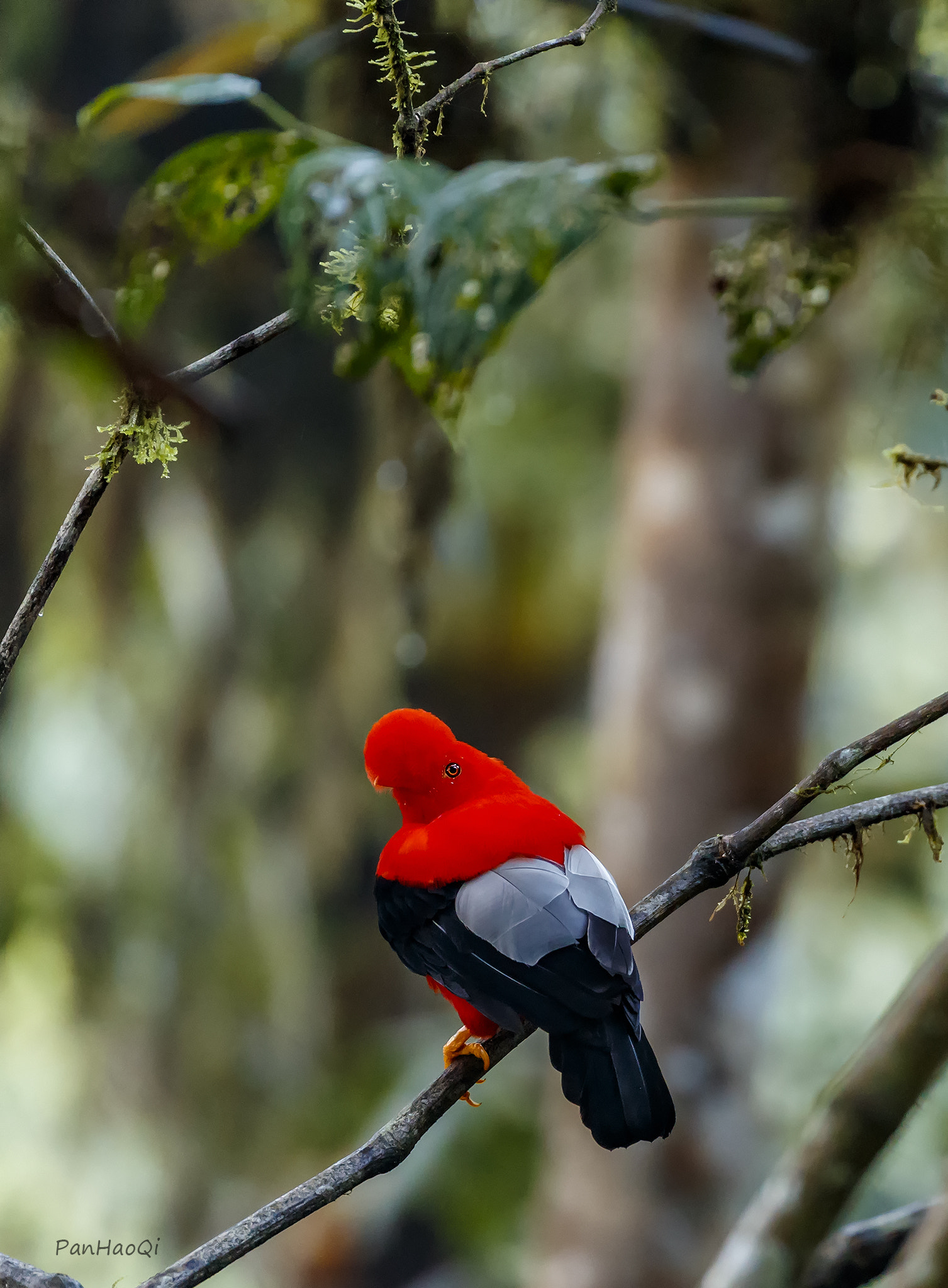 Canon EF 200-400mm F4L IS USM Extender 1.4x sample photo. Cock of the rock photography