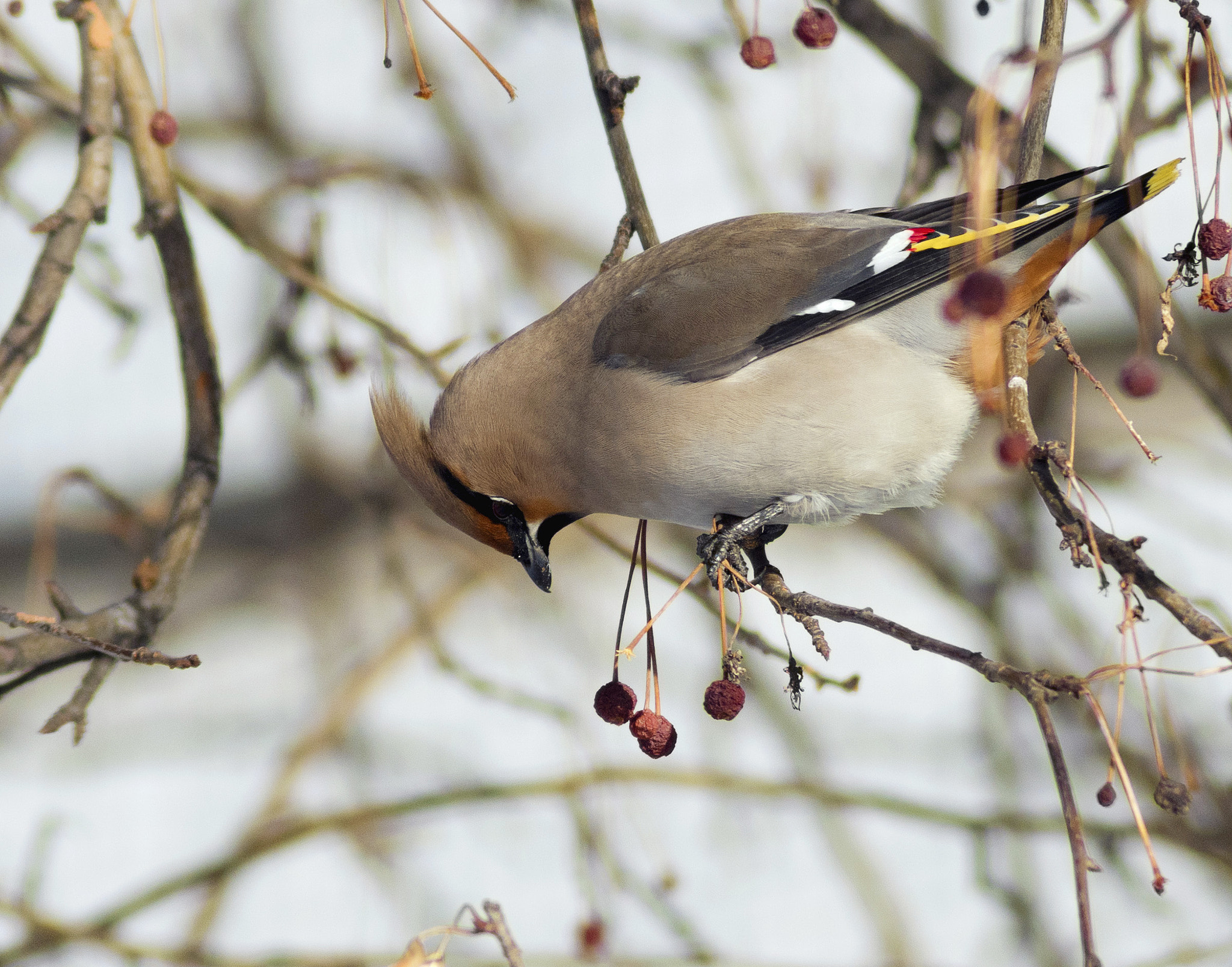 Pentax K-r + Tamron AF 70-300mm F4-5.6 LD Macro 1:2 sample photo. Waxwing photography