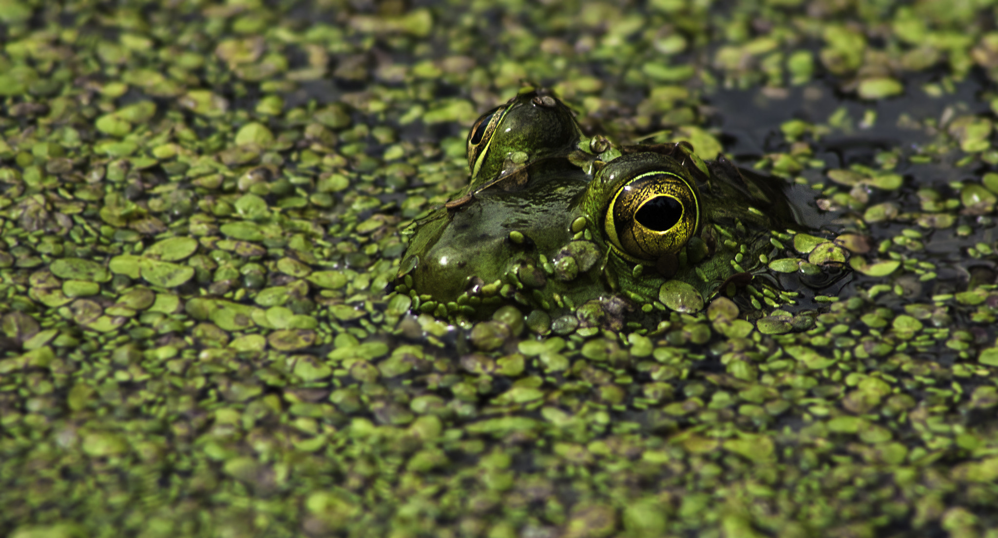 Sony Alpha DSLR-A700 + Sony 75-300mm F4.5-5.6 sample photo. Bull frog photography