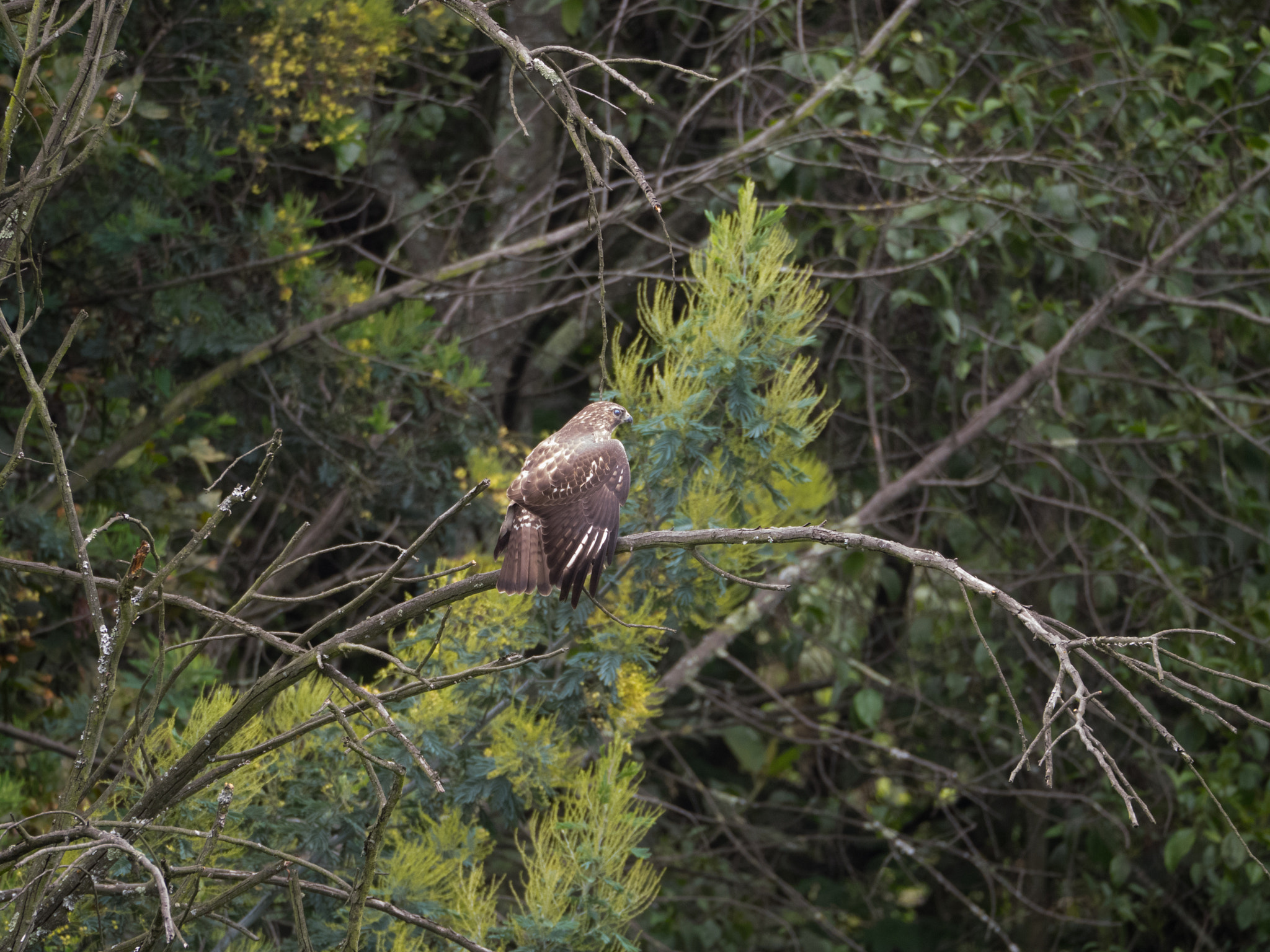 Olympus OM-D E-M1 sample photo. Falcon photography