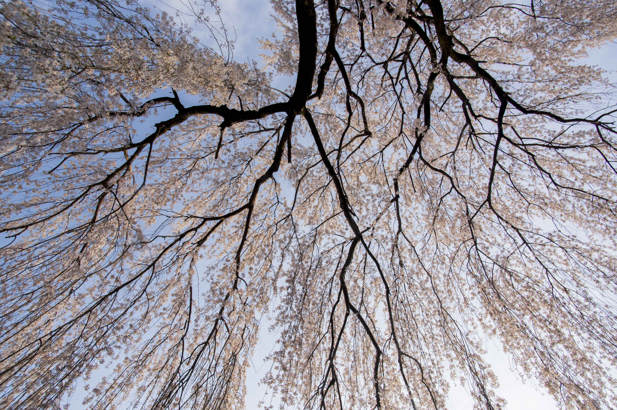 Pentax K-3 + Pentax smc DA 14mm F2.8 ED (IF) sample photo. Sakura-cherry photography