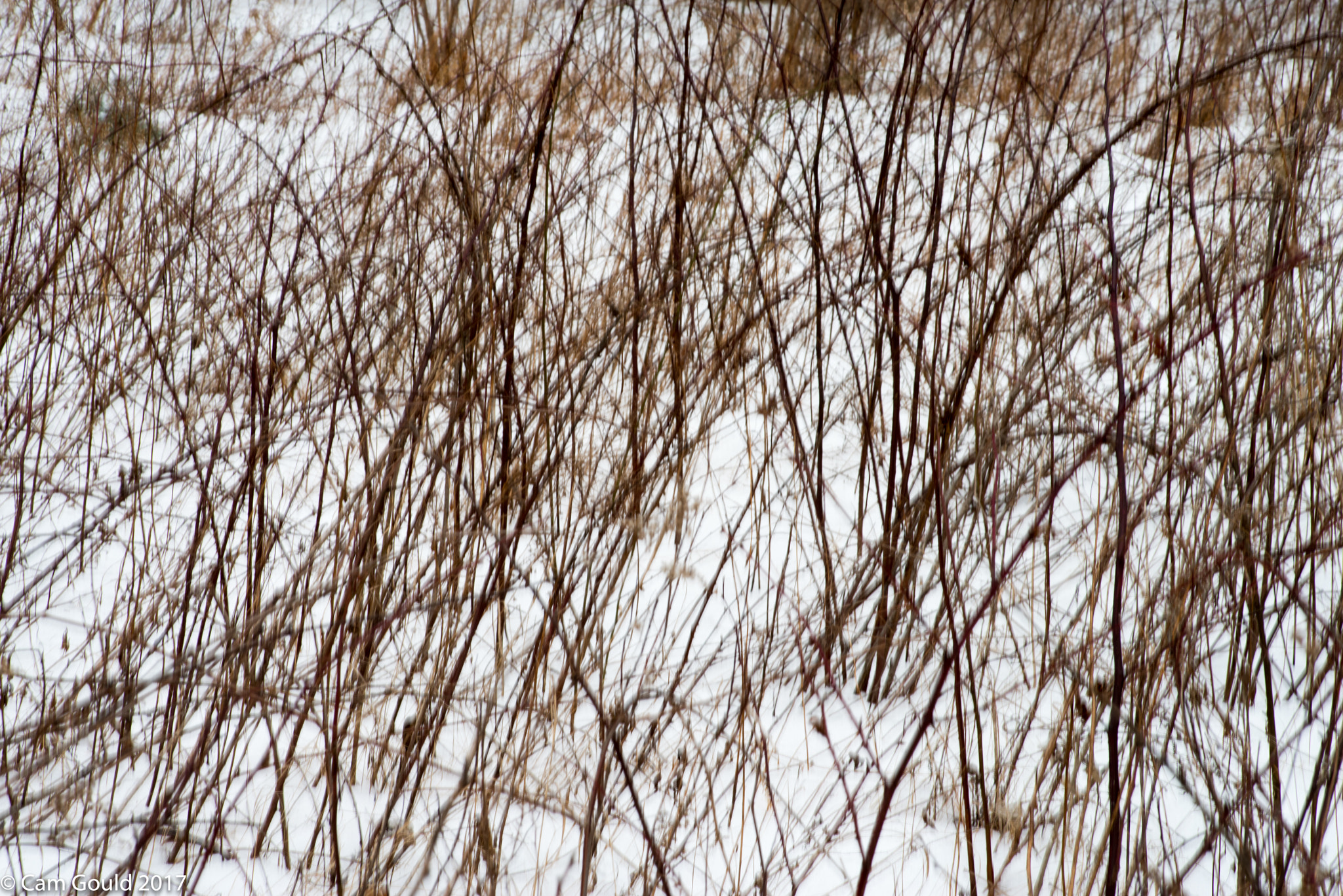 Pentax K-1 sample photo. Berry vine abstract 1 photography