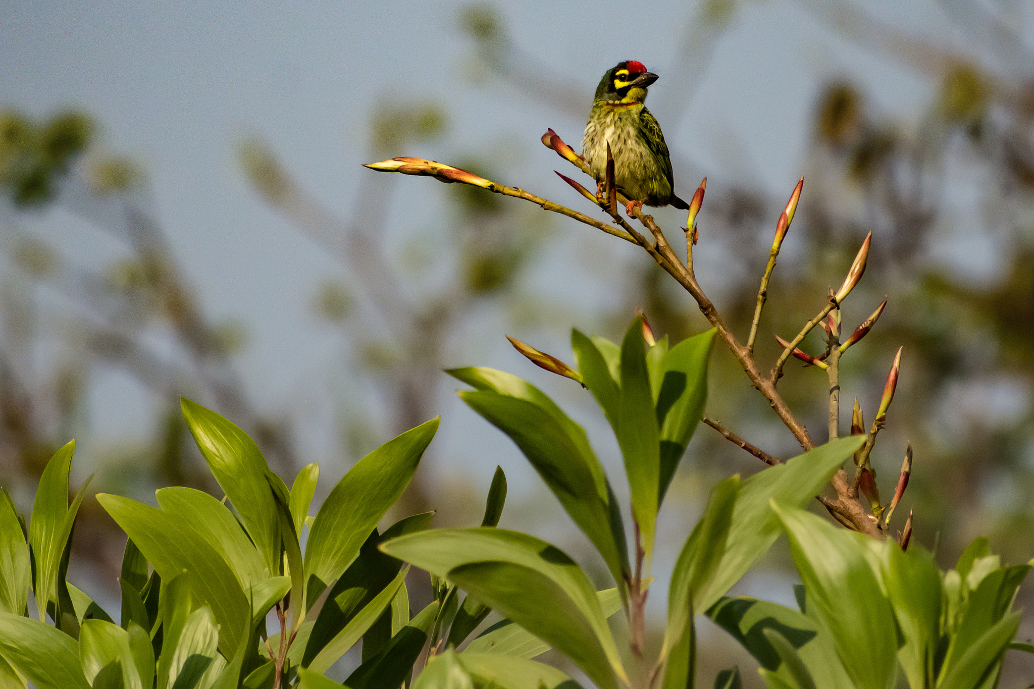 Sigma 70-300mm F4-5.6 DG OS sample photo. Tweety! photography