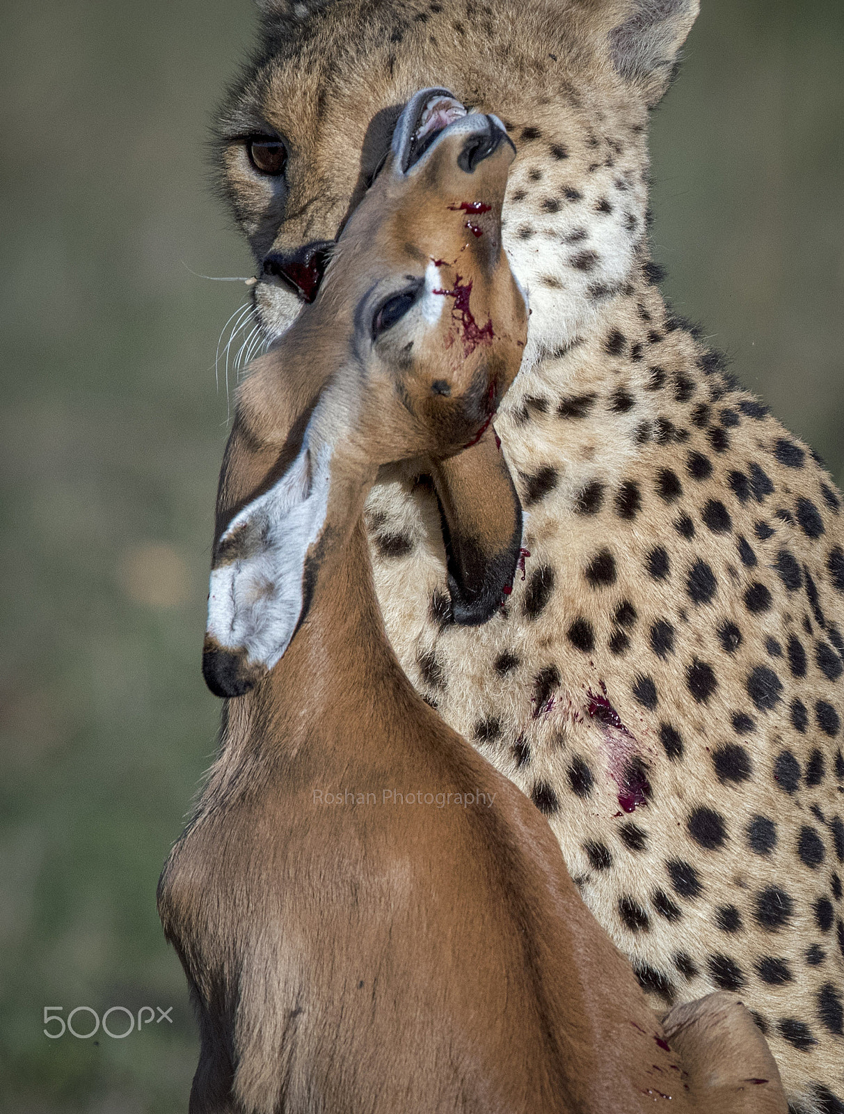 Canon EF 600mm F4L IS II USM sample photo. The real kill @ masai mara national reserve forest, kenya photography