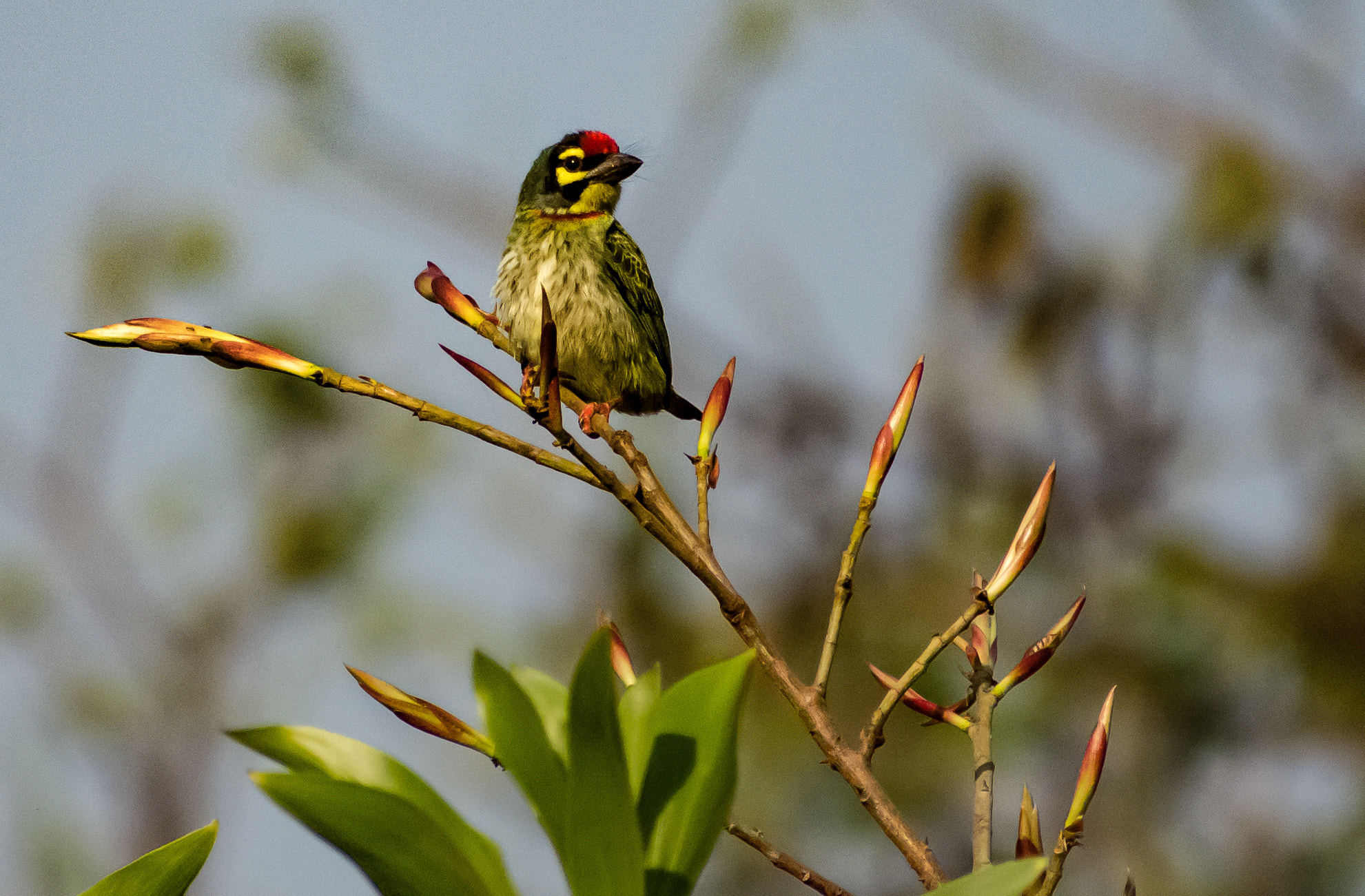 Sigma 70-300mm F4-5.6 DG OS sample photo. Tweety - closer! photography