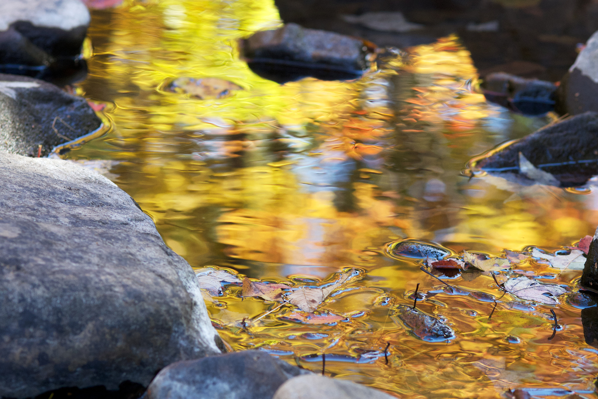 smc PENTAX-FA Macro 100mm F2.8 sample photo. Fall (2015) photography