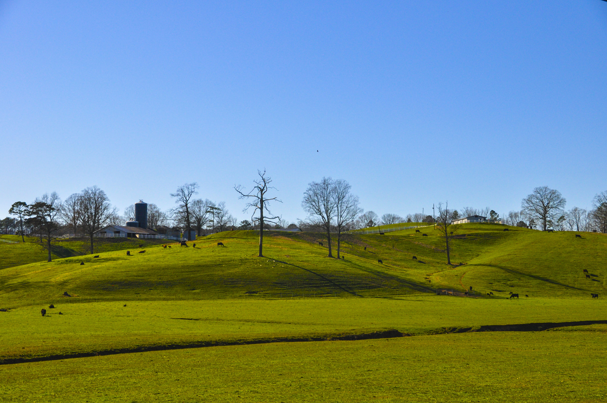 Nikon D5000 sample photo. Cows and hills. photography
