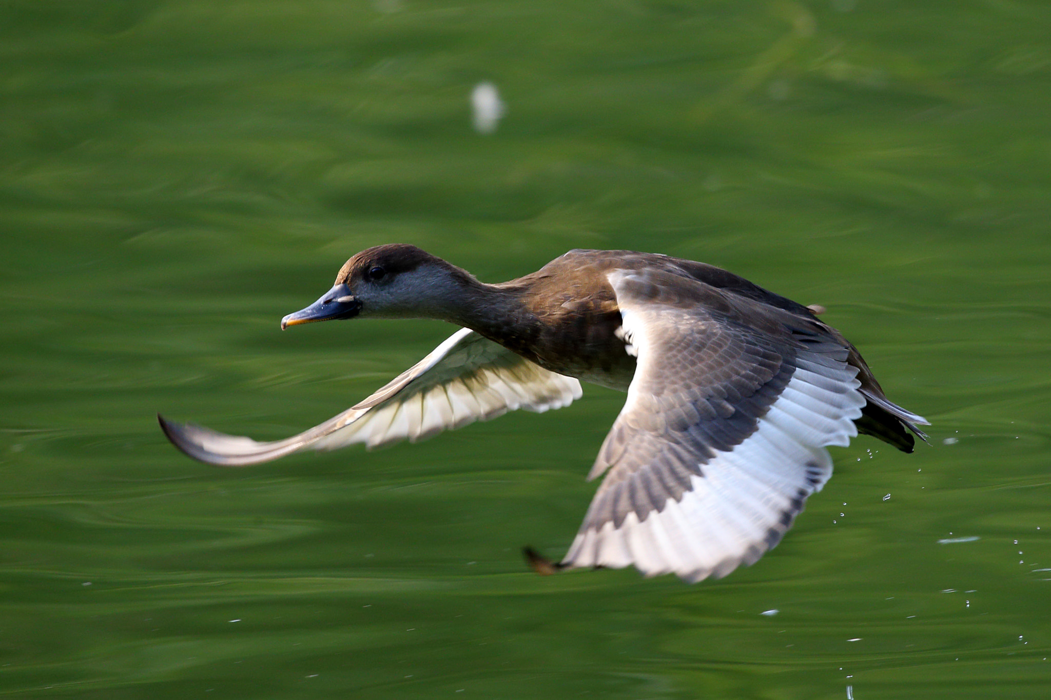 Canon EF 300mm F2.8L IS II USM sample photo. Anas erythrorhyncha photography