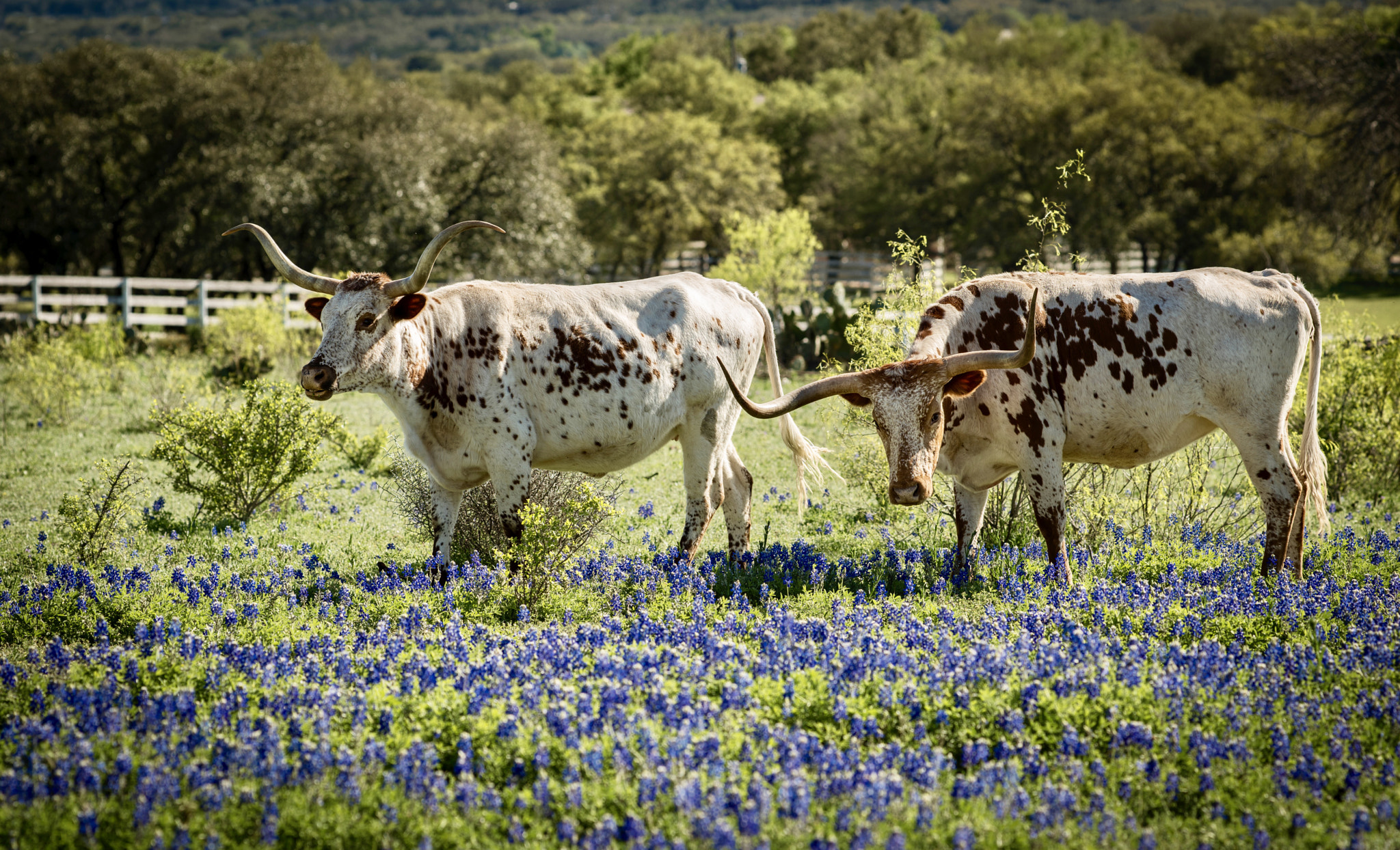 ZEISS Apo Sonnar T* 135mm F2 sample photo. Texas longhorns in bluebonnet field photography