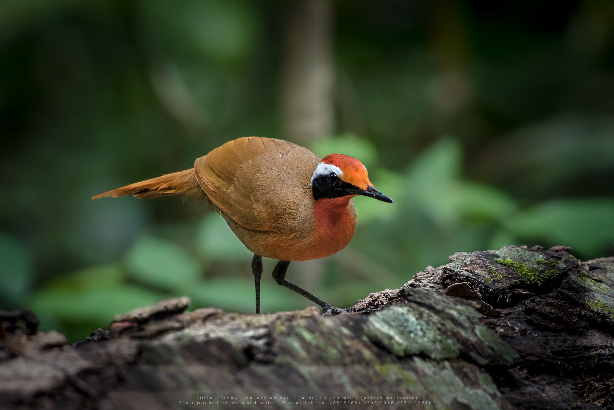 Nikon D810 + Nikon AF-S Nikkor 300mm F2.8G ED VR II sample photo. Malaysian rail-babbler photography