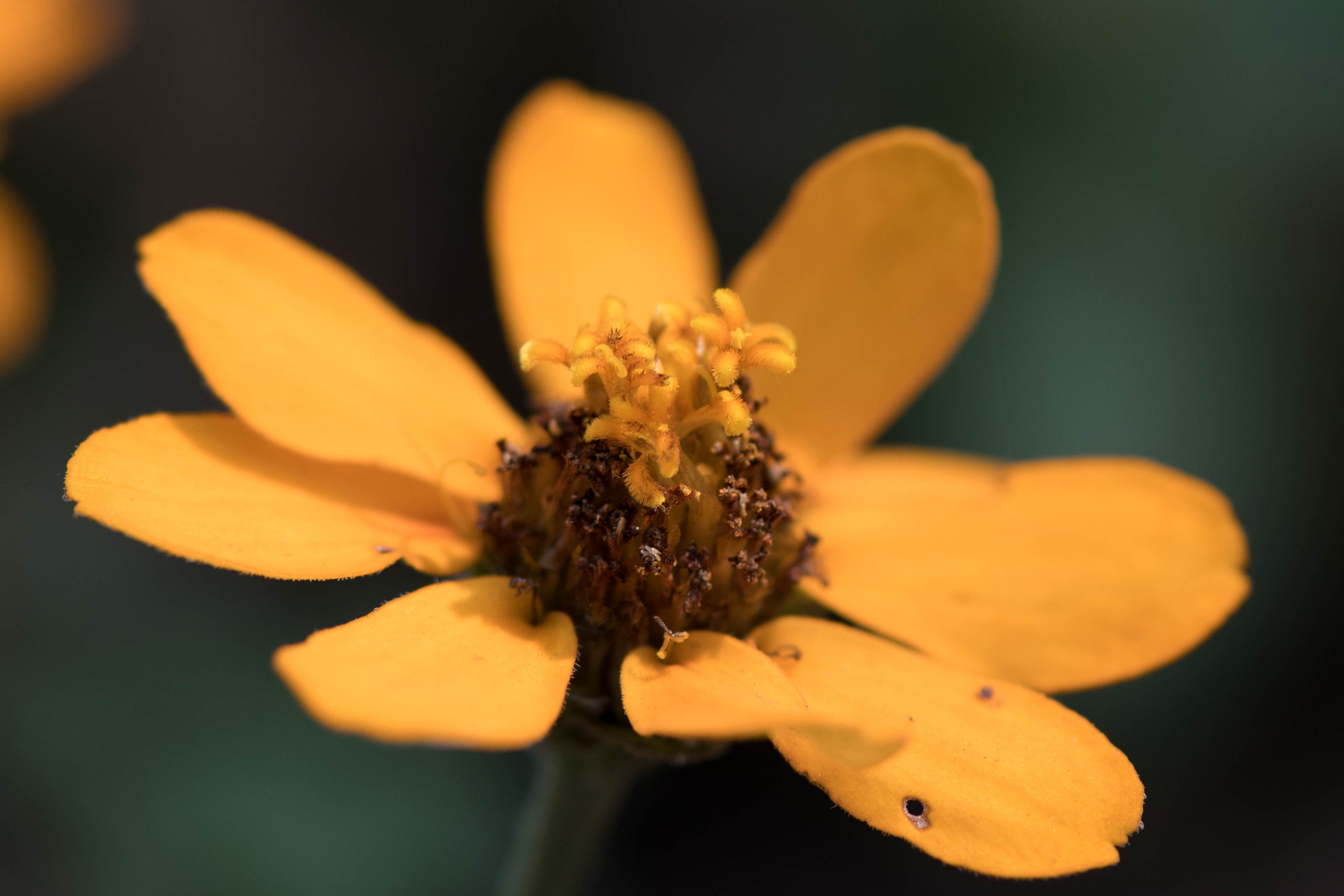 Nikon AF-S Micro-Nikkor 105mm F2.8G IF-ED VR sample photo