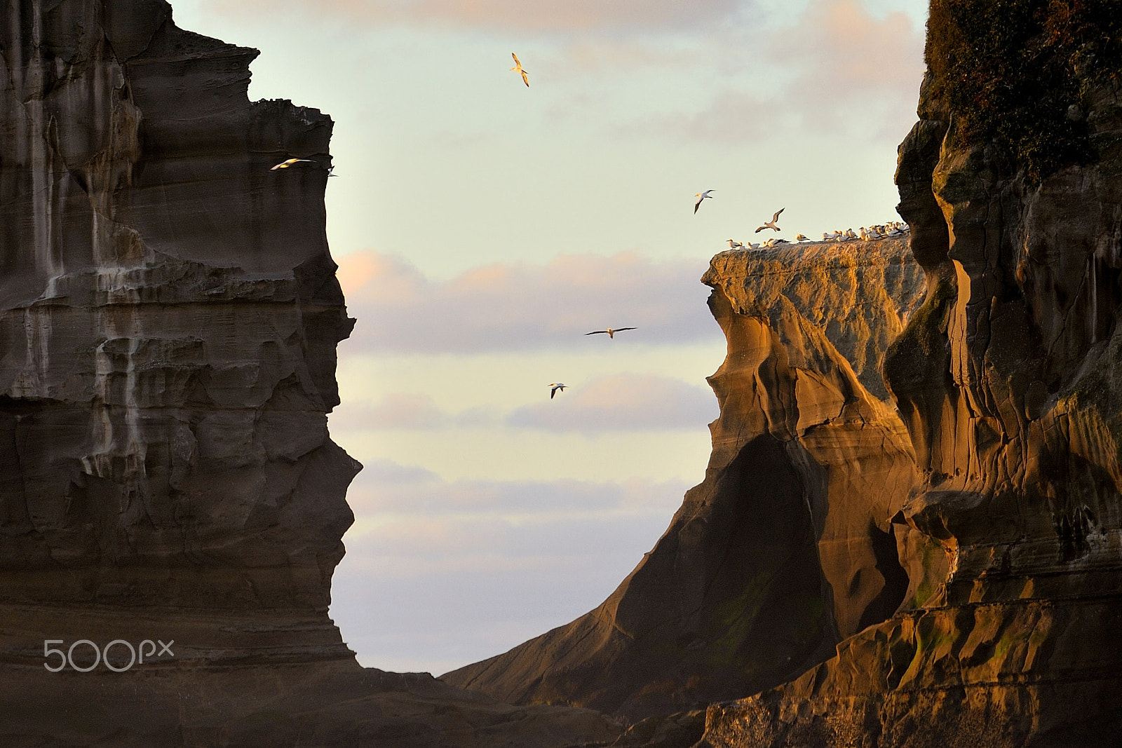 Nikon Df sample photo. Muriwai gannet colony photography