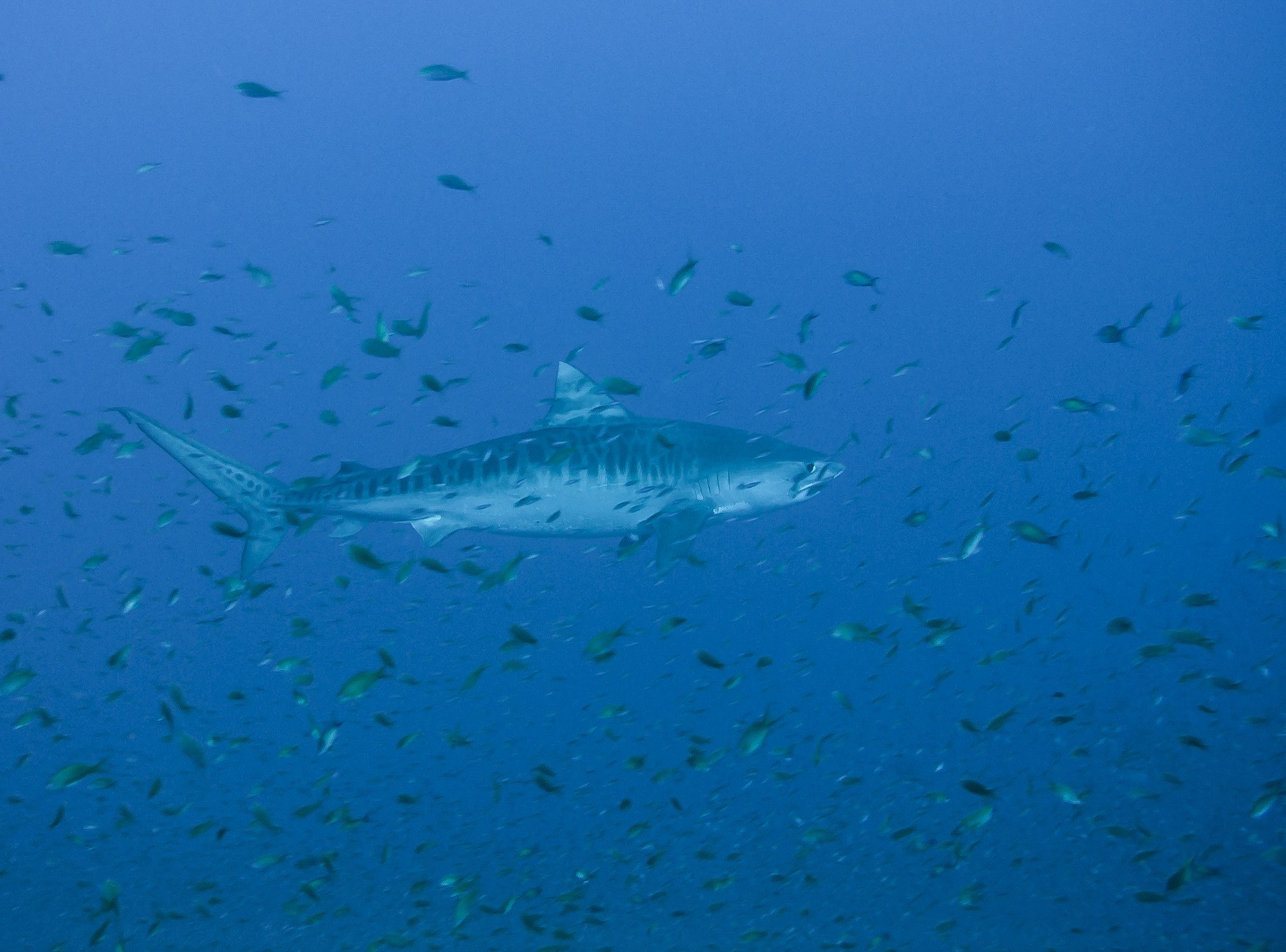 Olympus C5050Z sample photo. Tiger shark please read description! photography
