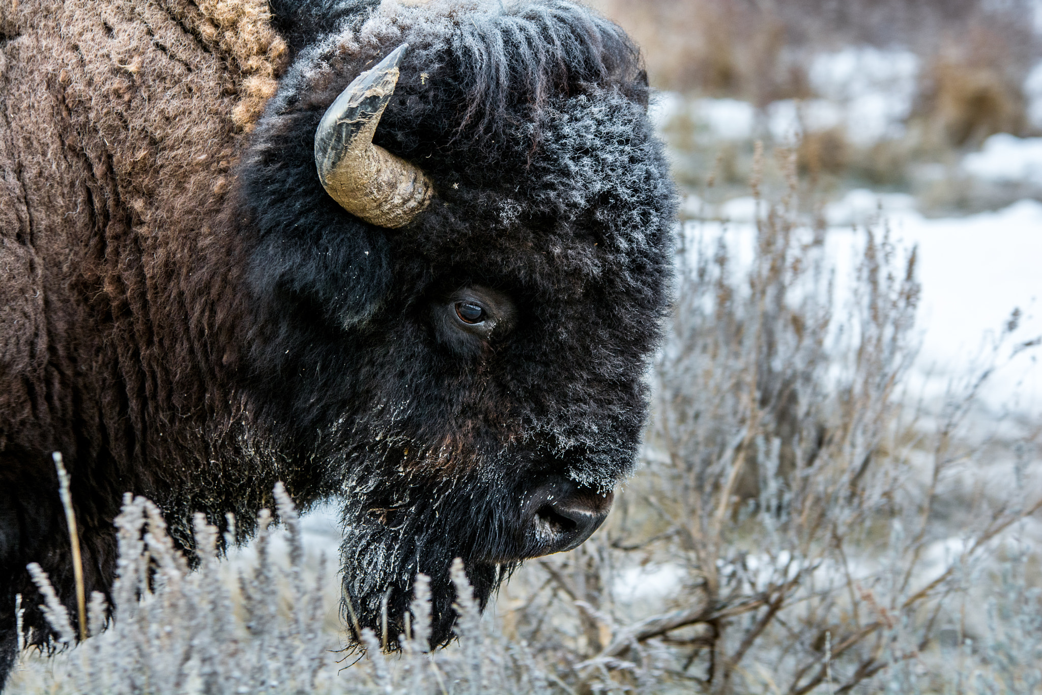 Sigma 70-200mm F2.8 EX DG OS HSM sample photo. Winter bull photography
