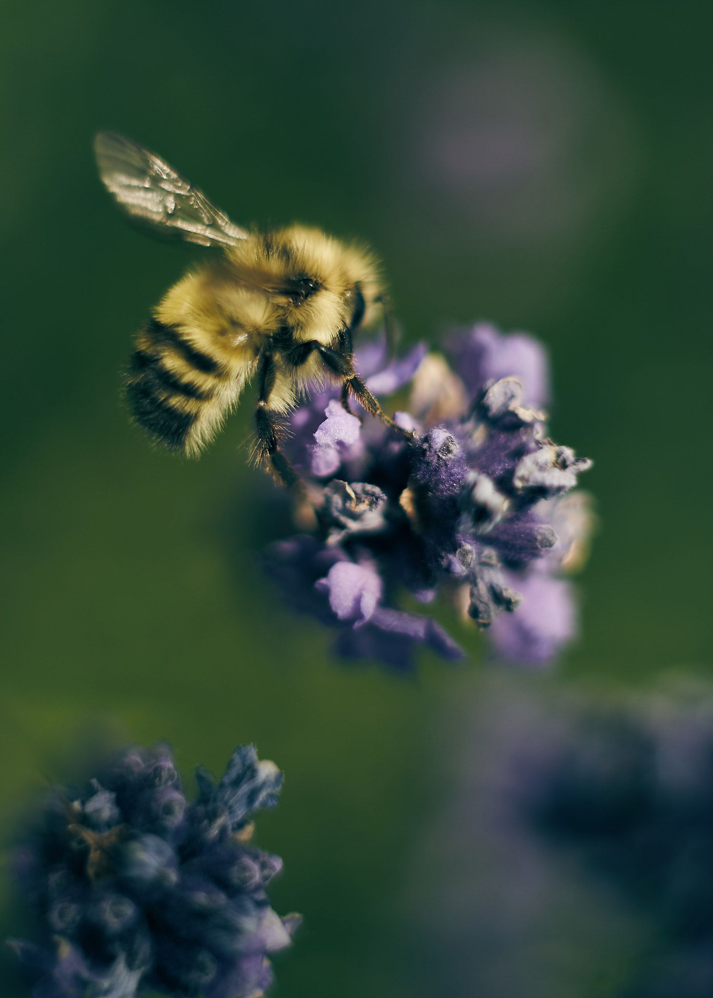 Sony a7 II + Sony FE 50mm F1.8 sample photo. Bee photography