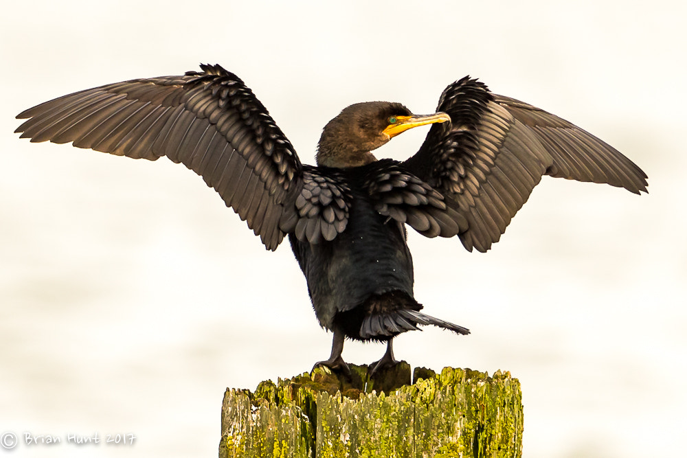 Canon EF 500mm F4L IS II USM sample photo. Shake your tail feathers photography